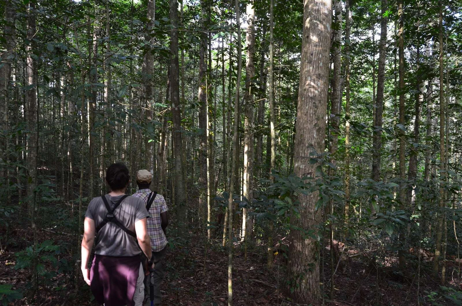 Amani Nature Forest Reserves – photo 14