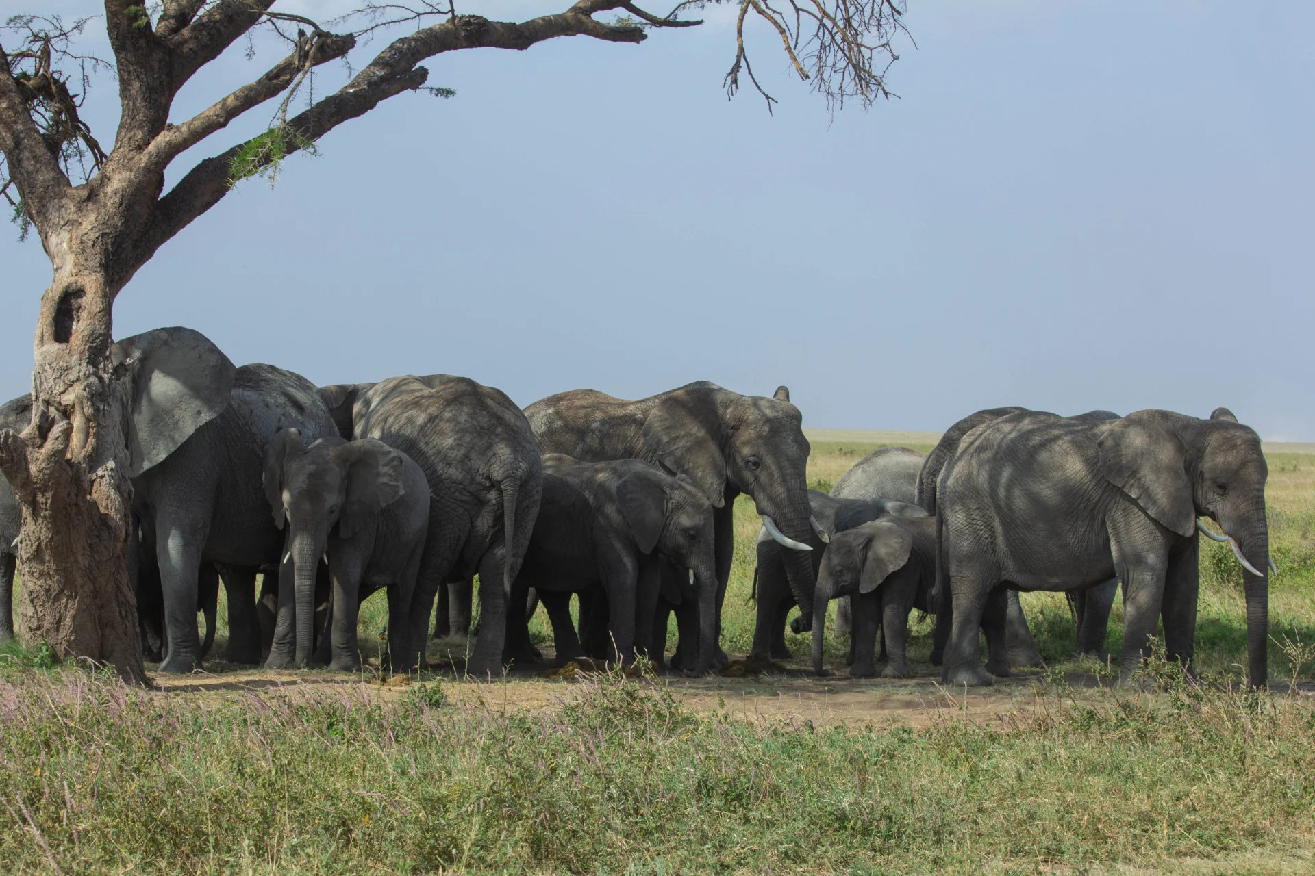 Western Serengeti – photo 2