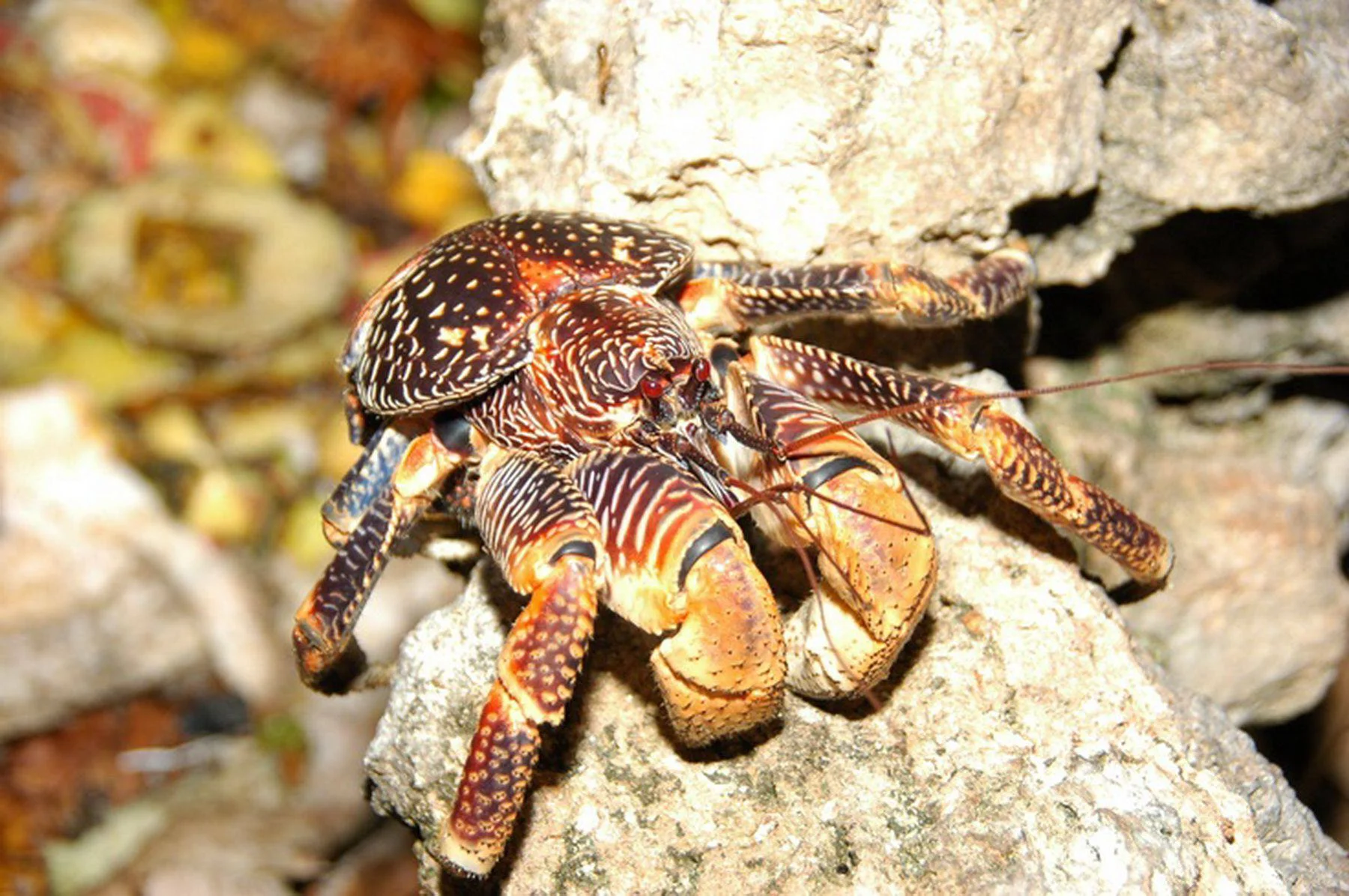 Chumbe Island Marine Sanctuary – photo 7
