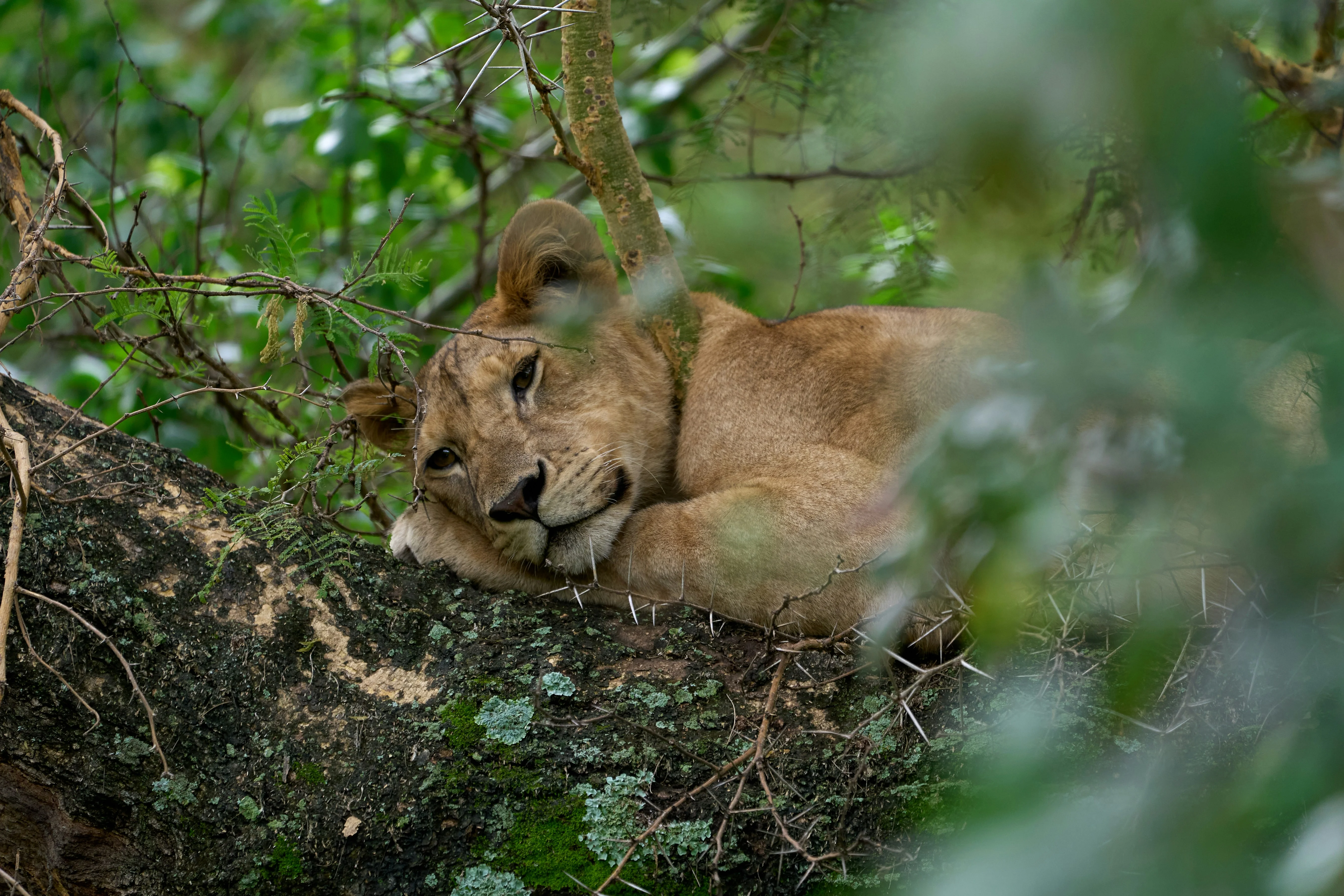 Lake Manyara National Park