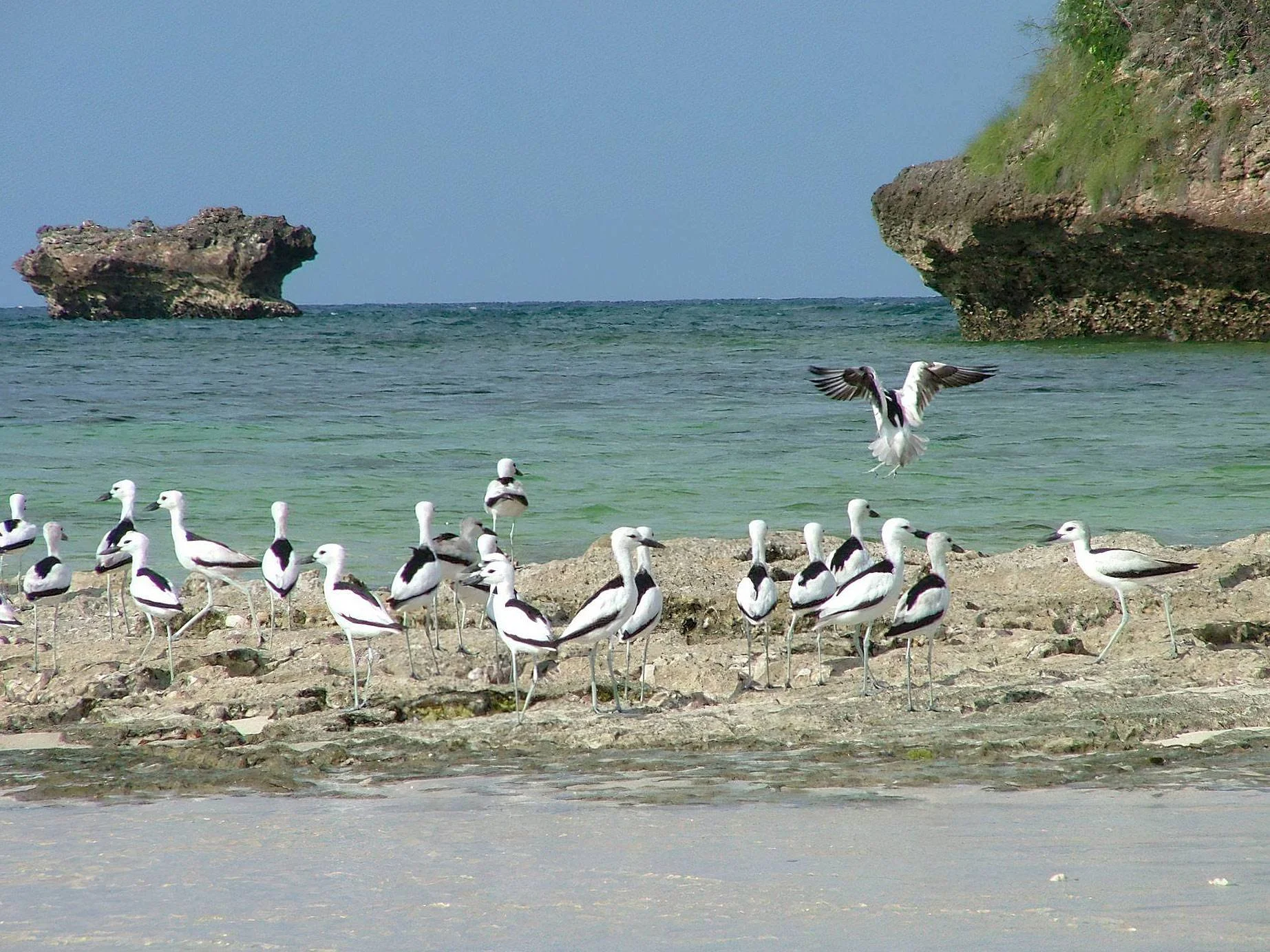 Bongoyo Island Marine Reserve – photo 15