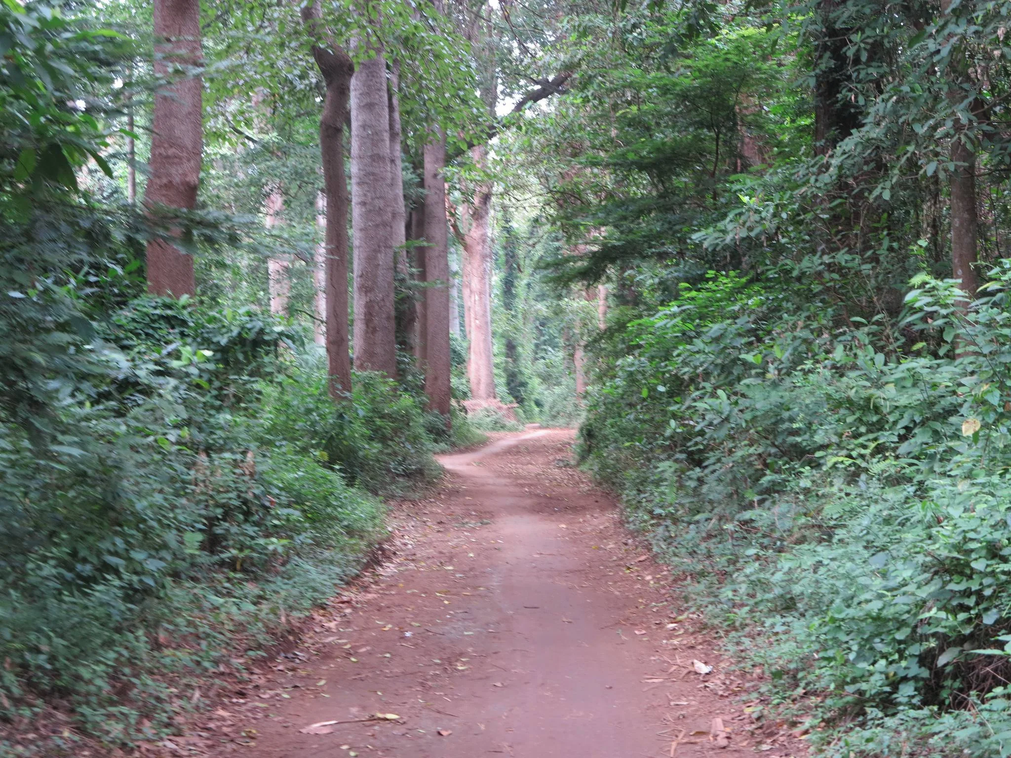 Rau Nature Forest Reserve – photo 7