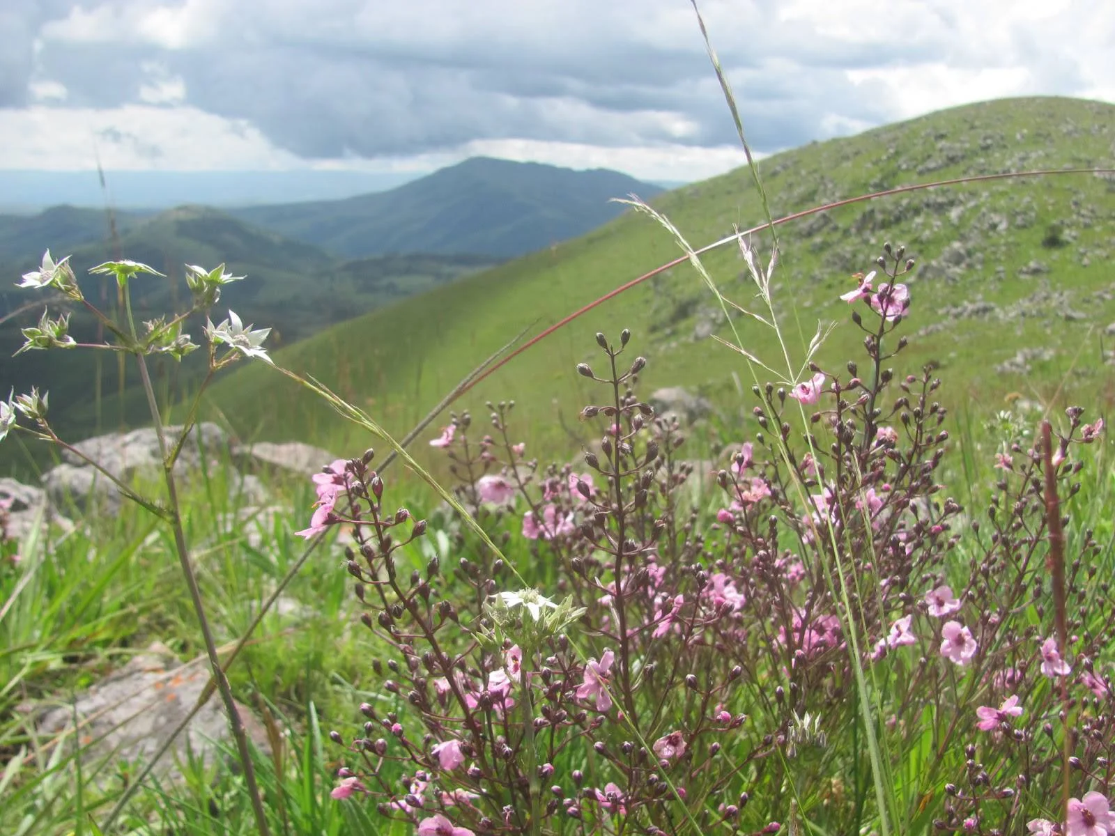Kitulo National Park – photo 12