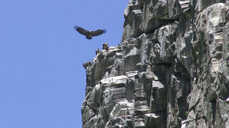 Rüppell's vulture in flight against steep rock cliff face at Olkarien Gorge in Ngorongoro, Tanzania.
