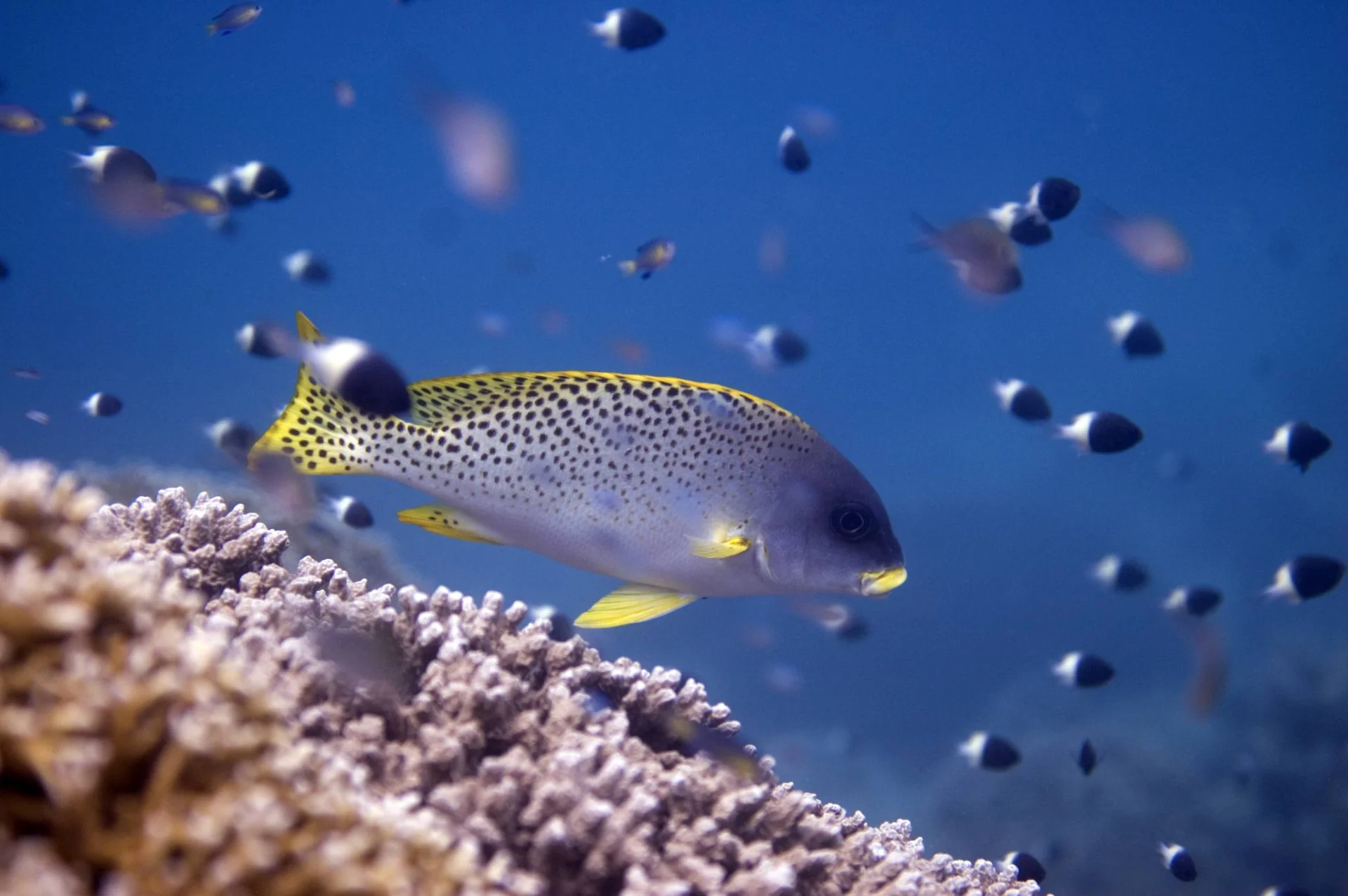 Chumbe Island Marine Sanctuary – photo 2