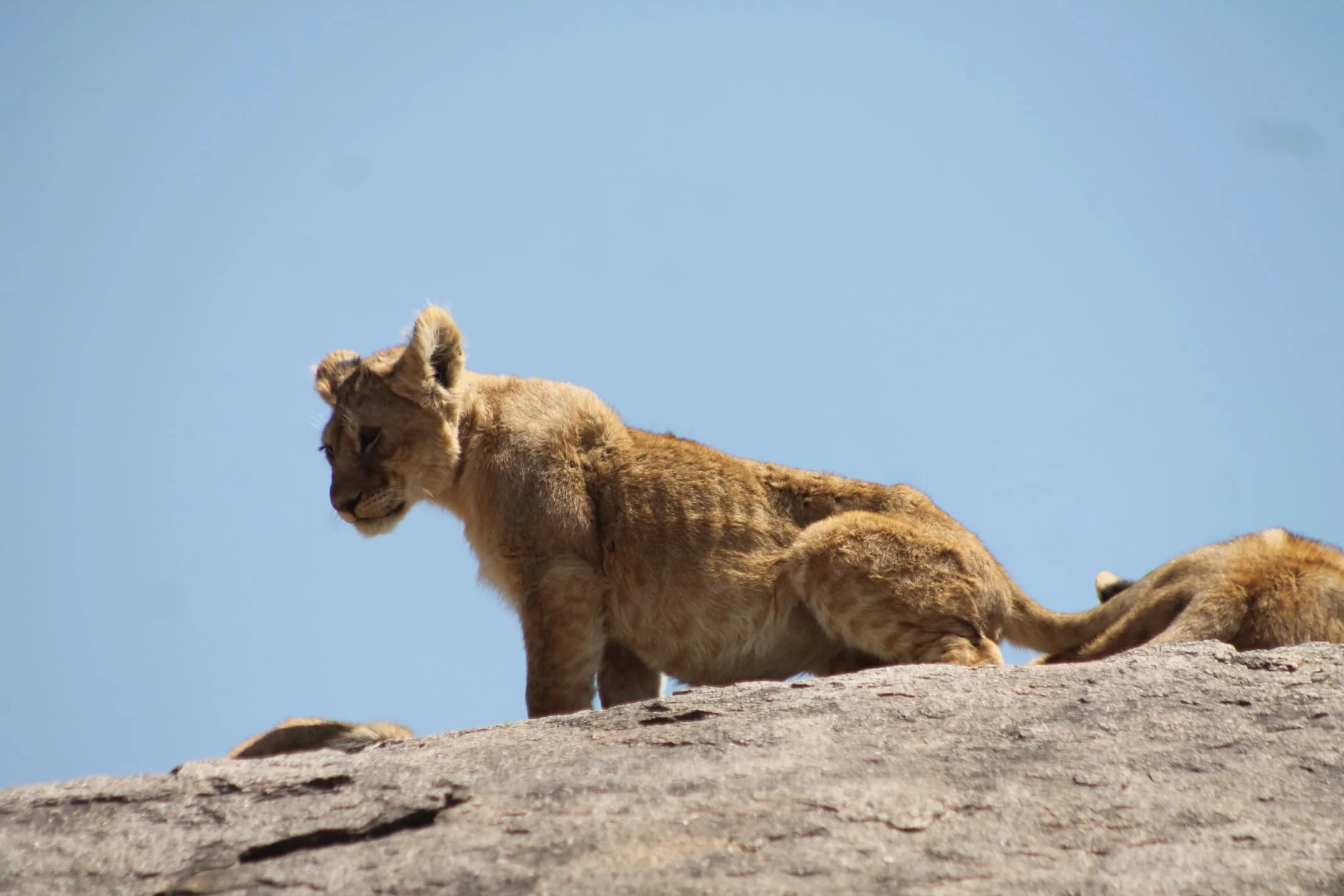 Central Serengeti