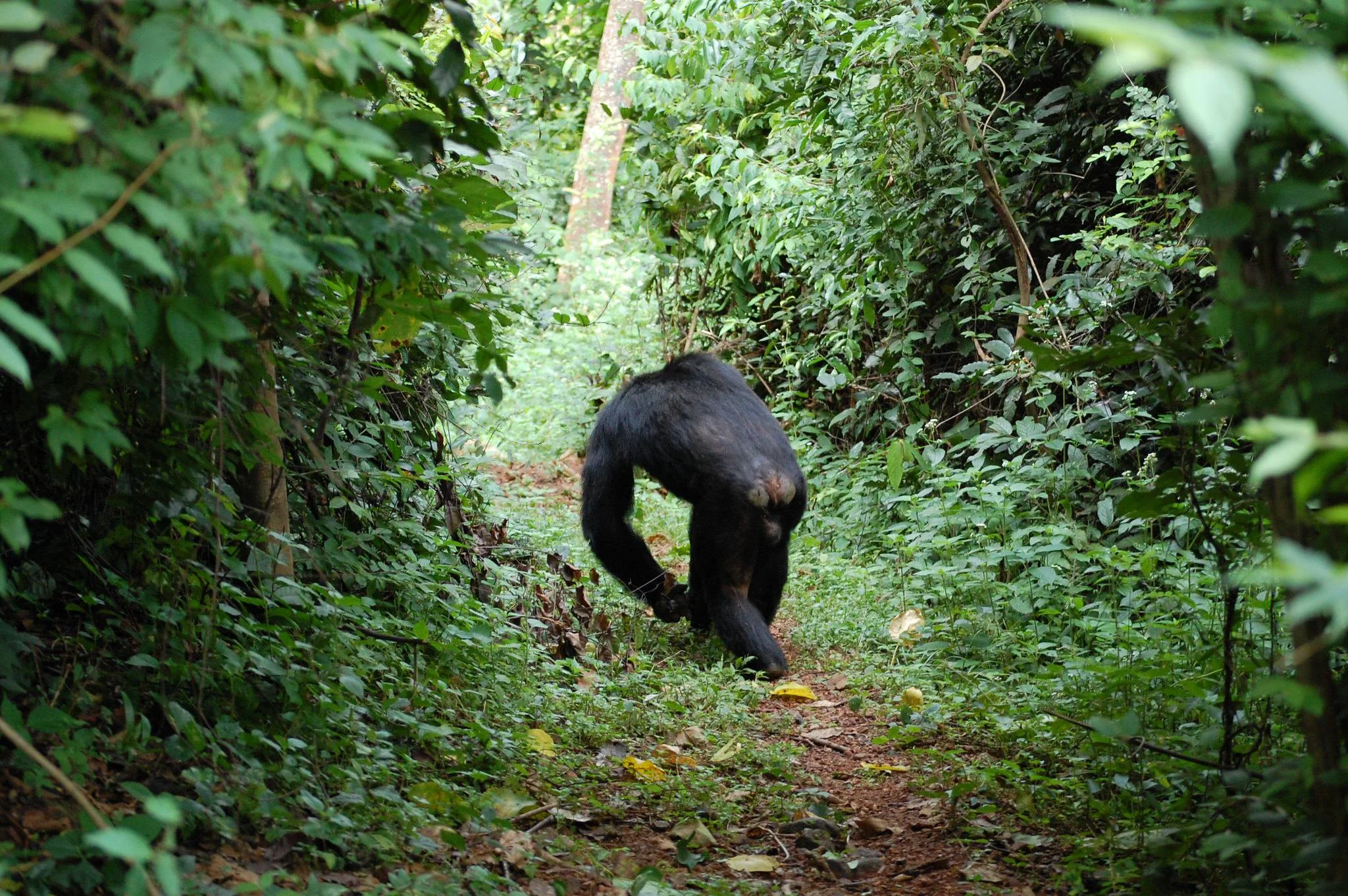 Gombe Stream National Park – photo 9