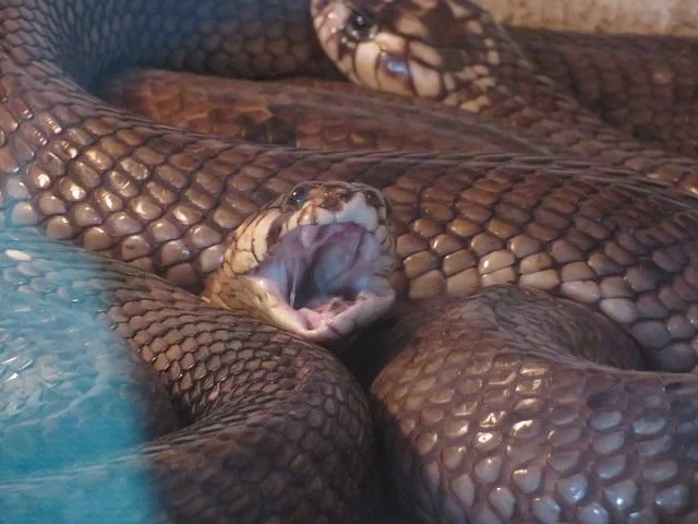 Arusha Snake Park – photo 5