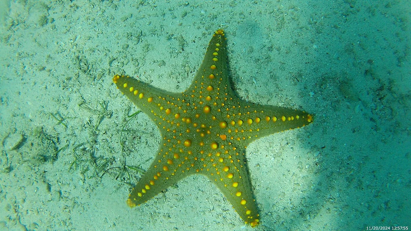 Sinda Island Marine Reserve – photo 19