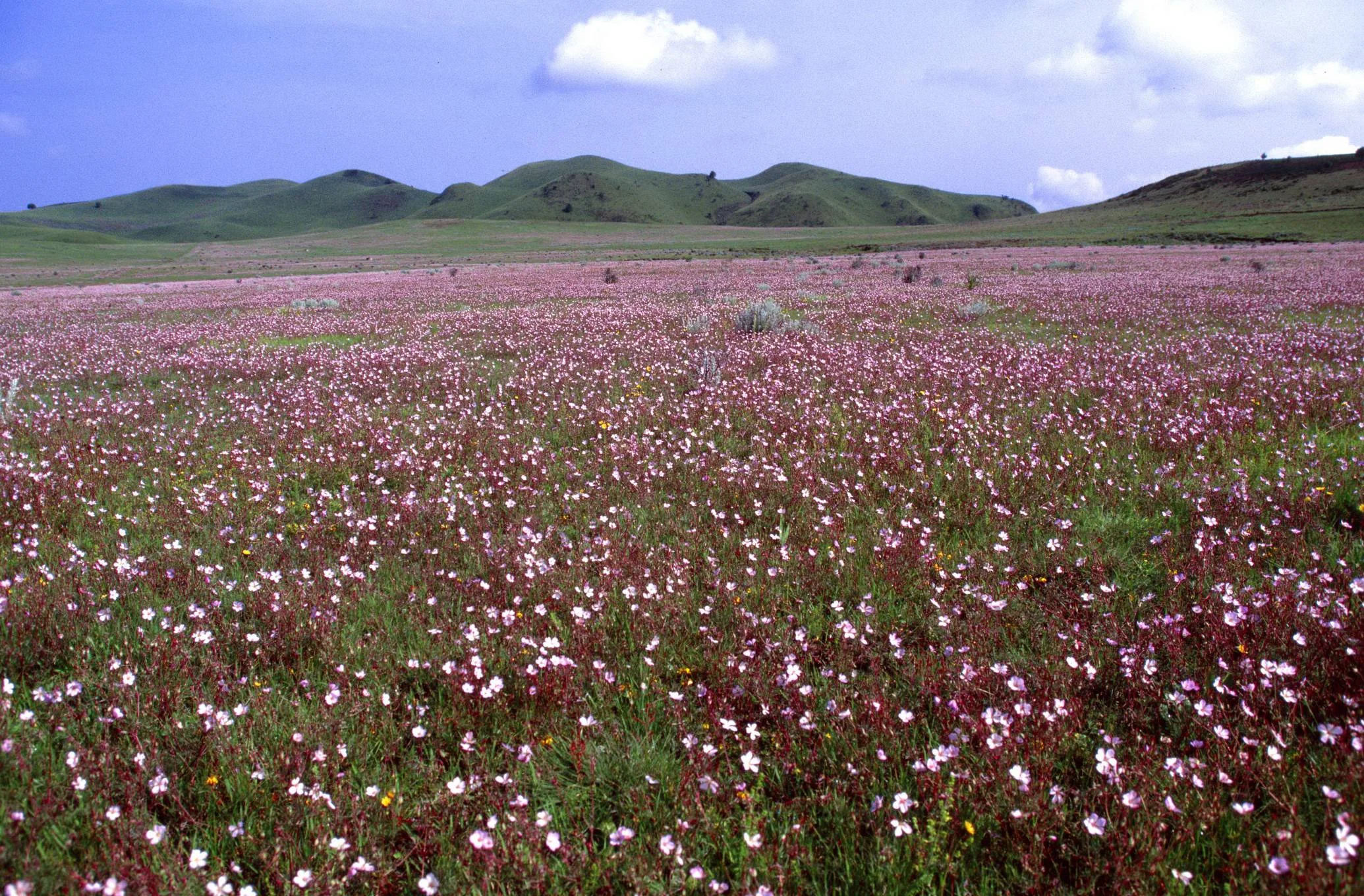 Kitulo National Park – photo 18