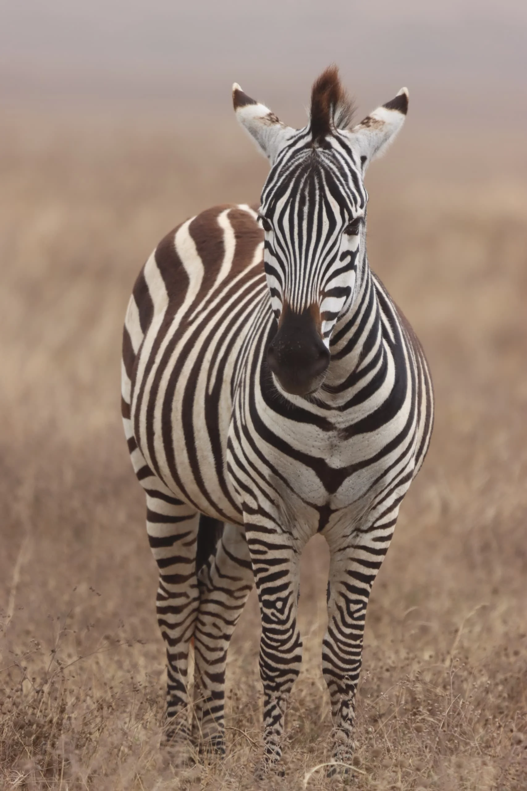 Serengeti National Park