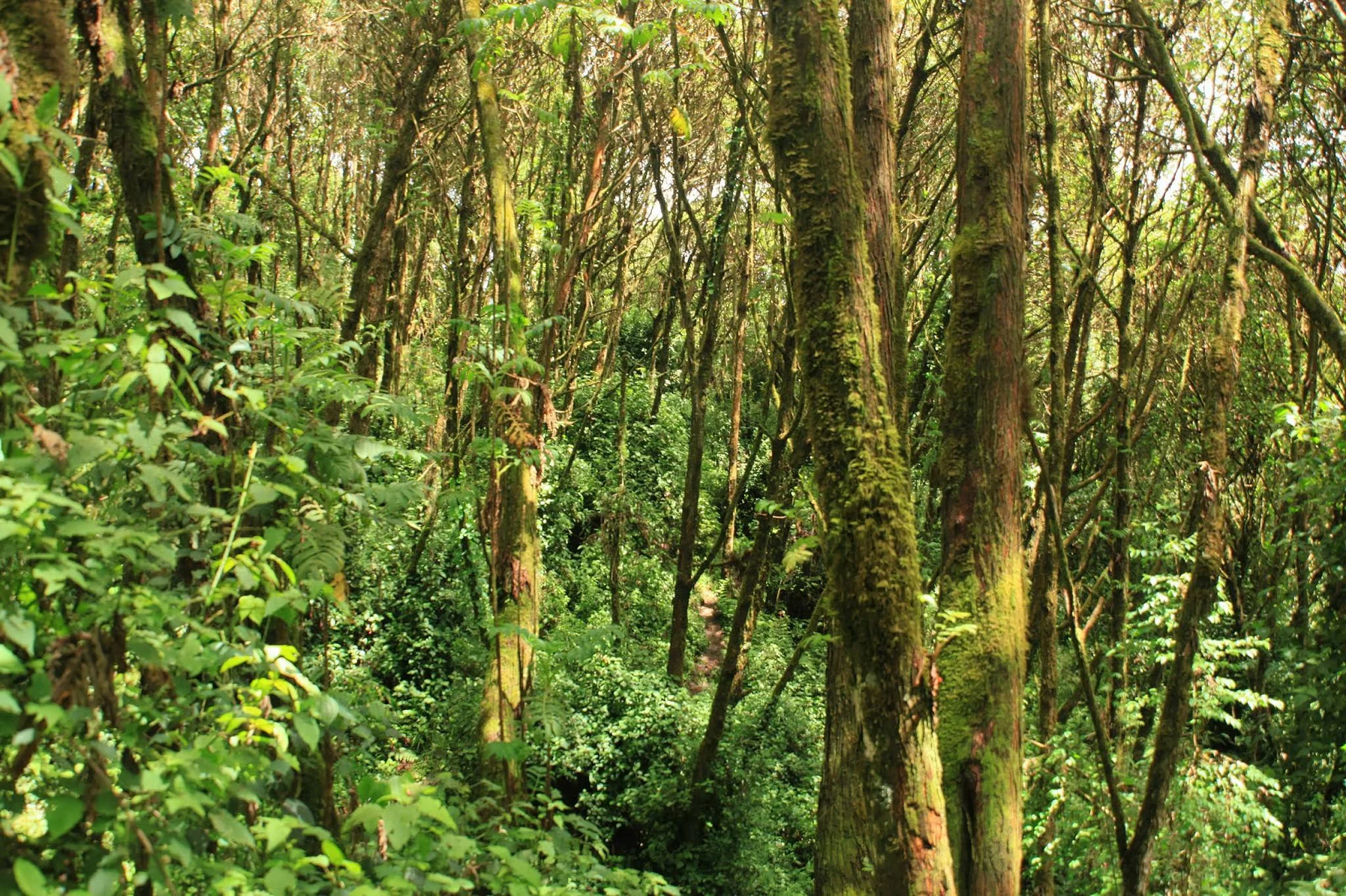 Lake Ngozi – photo 29