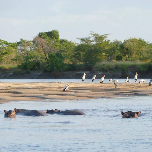 Saadani National Park – photo 7