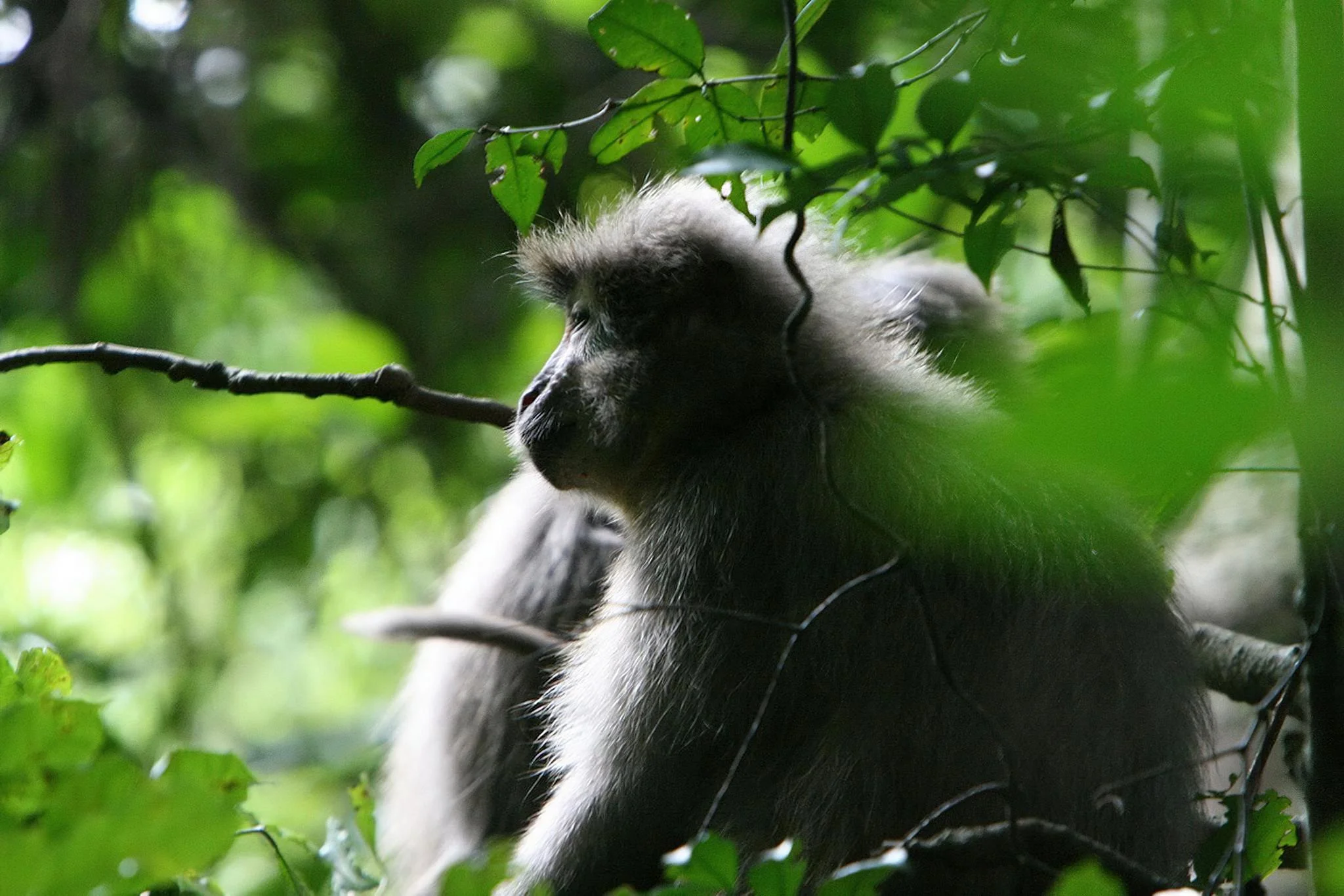 Udzungwa Mountains National Park – photo 10