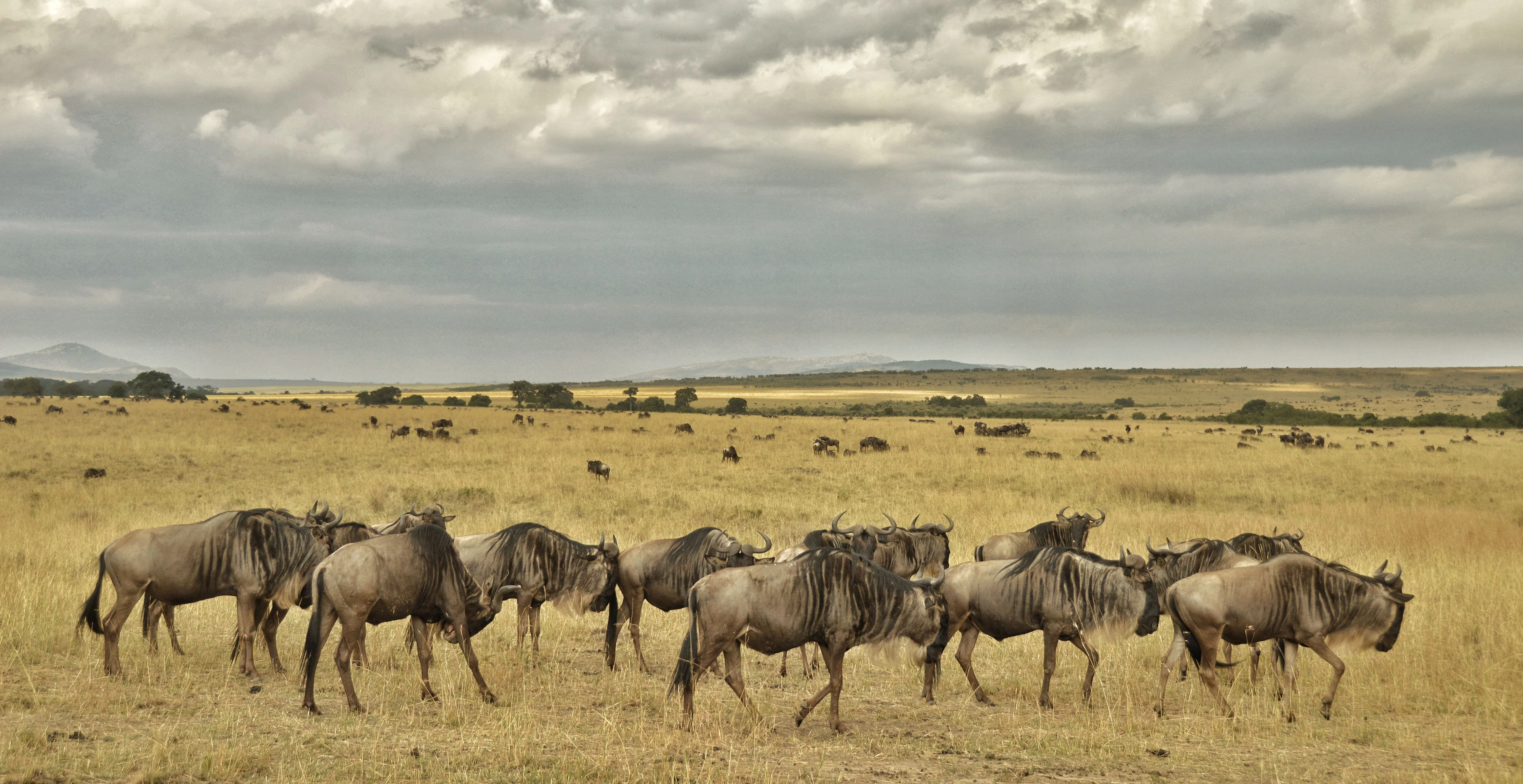 North Serengeti