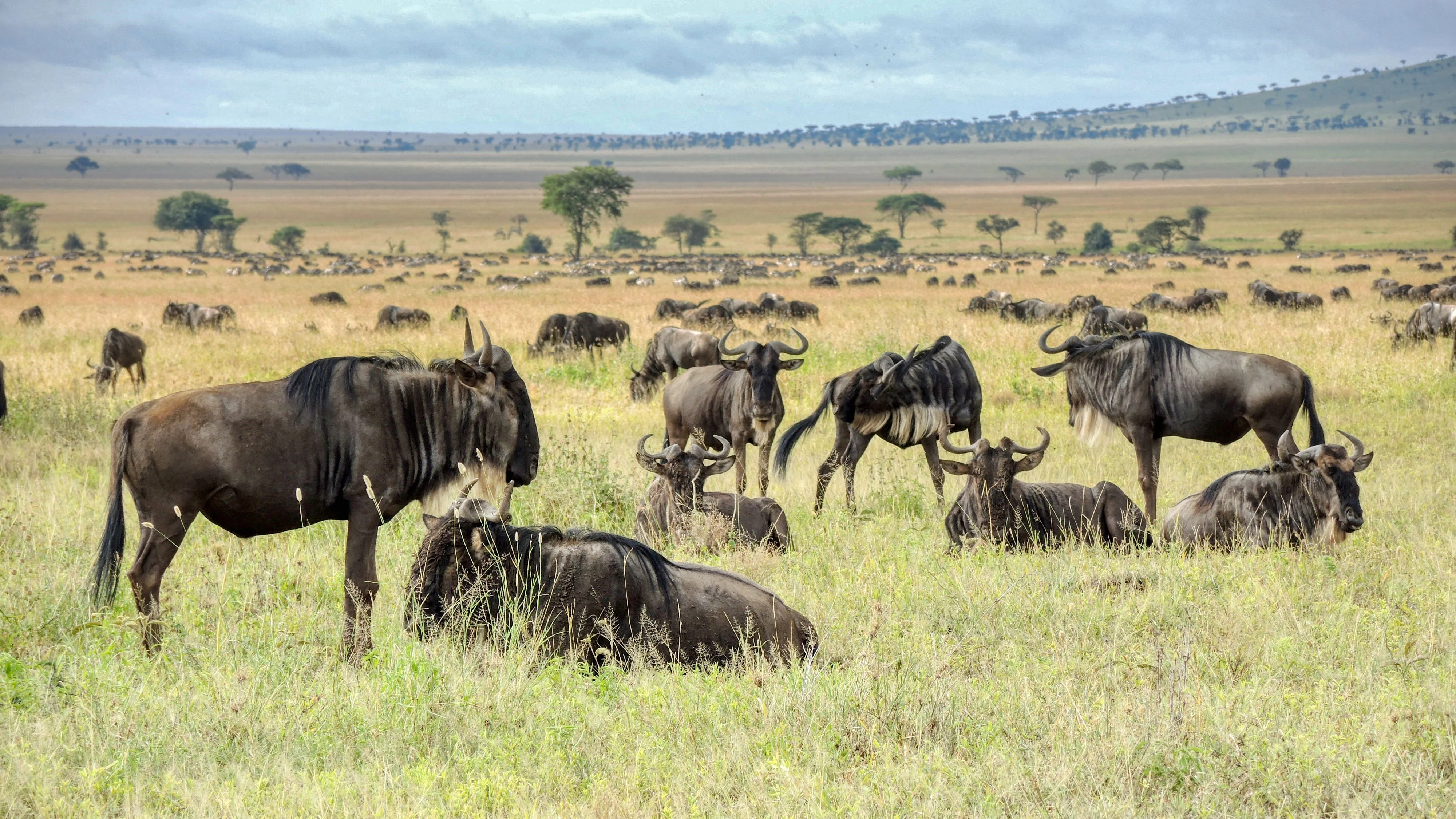 North Serengeti