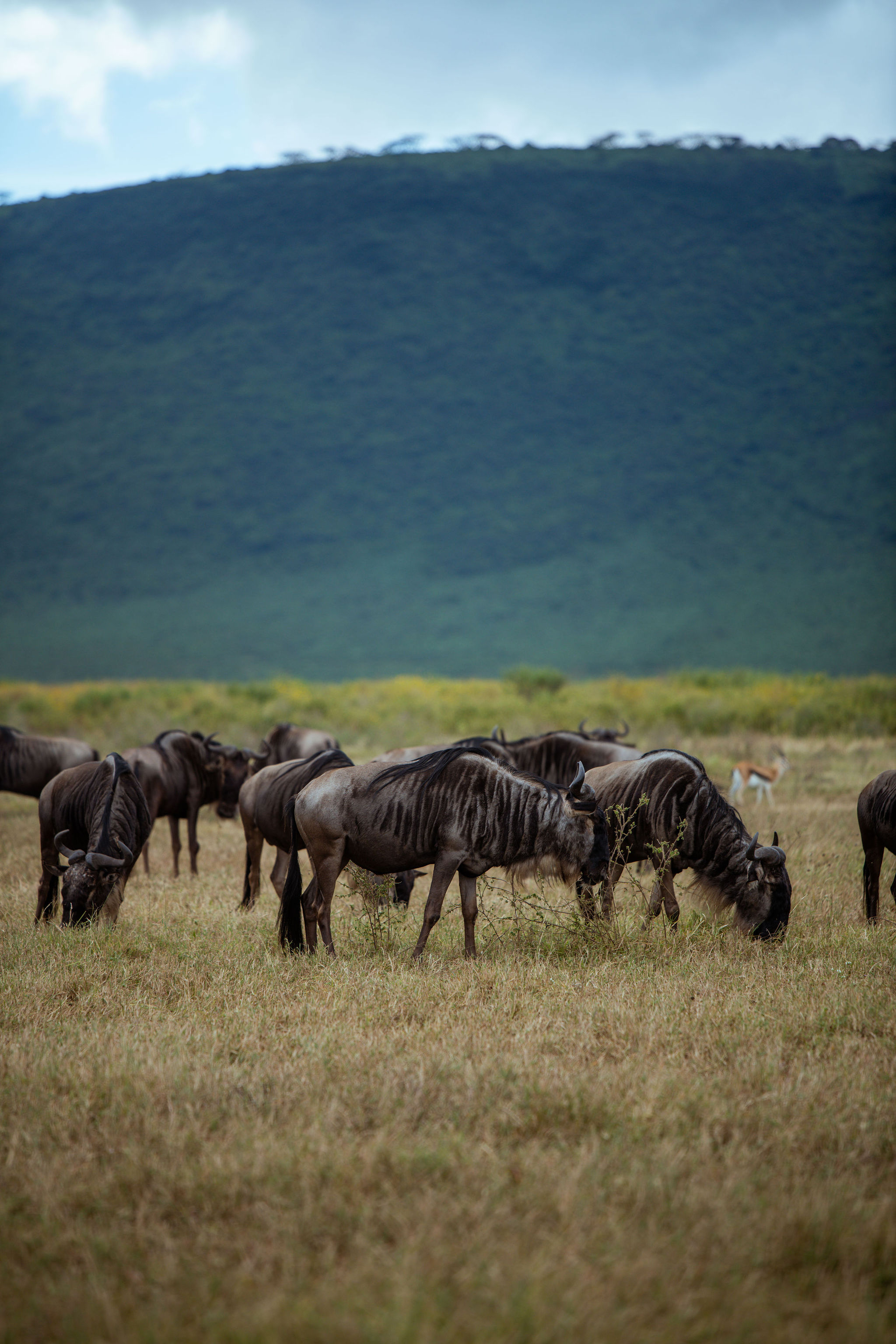A line of wildebeests moving across green grassland with forested crater walls in the background