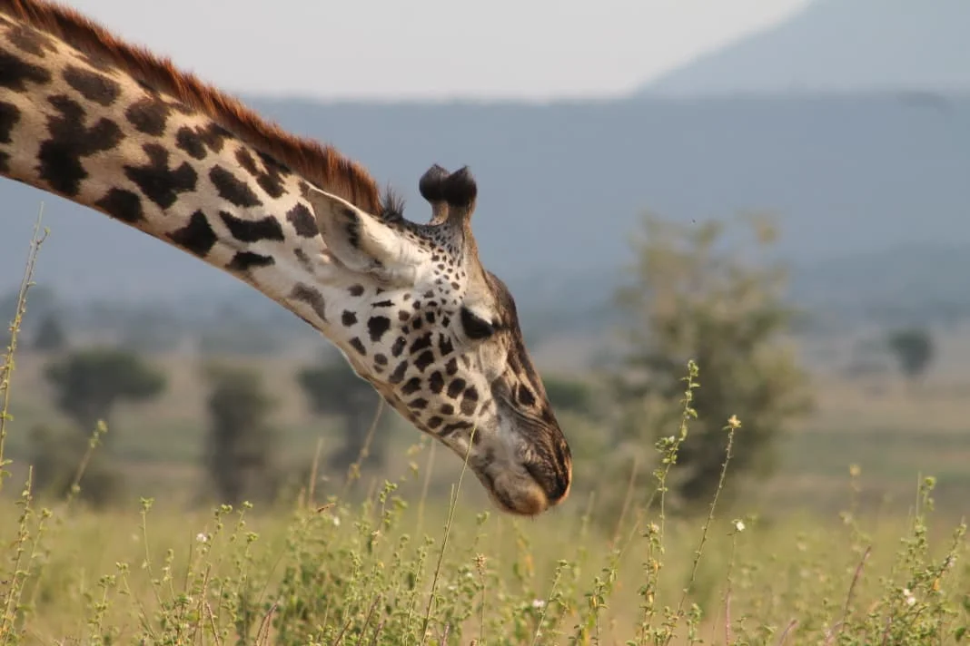 Central Serengeti