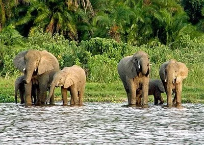 Rubondo Island National Park – photo 4