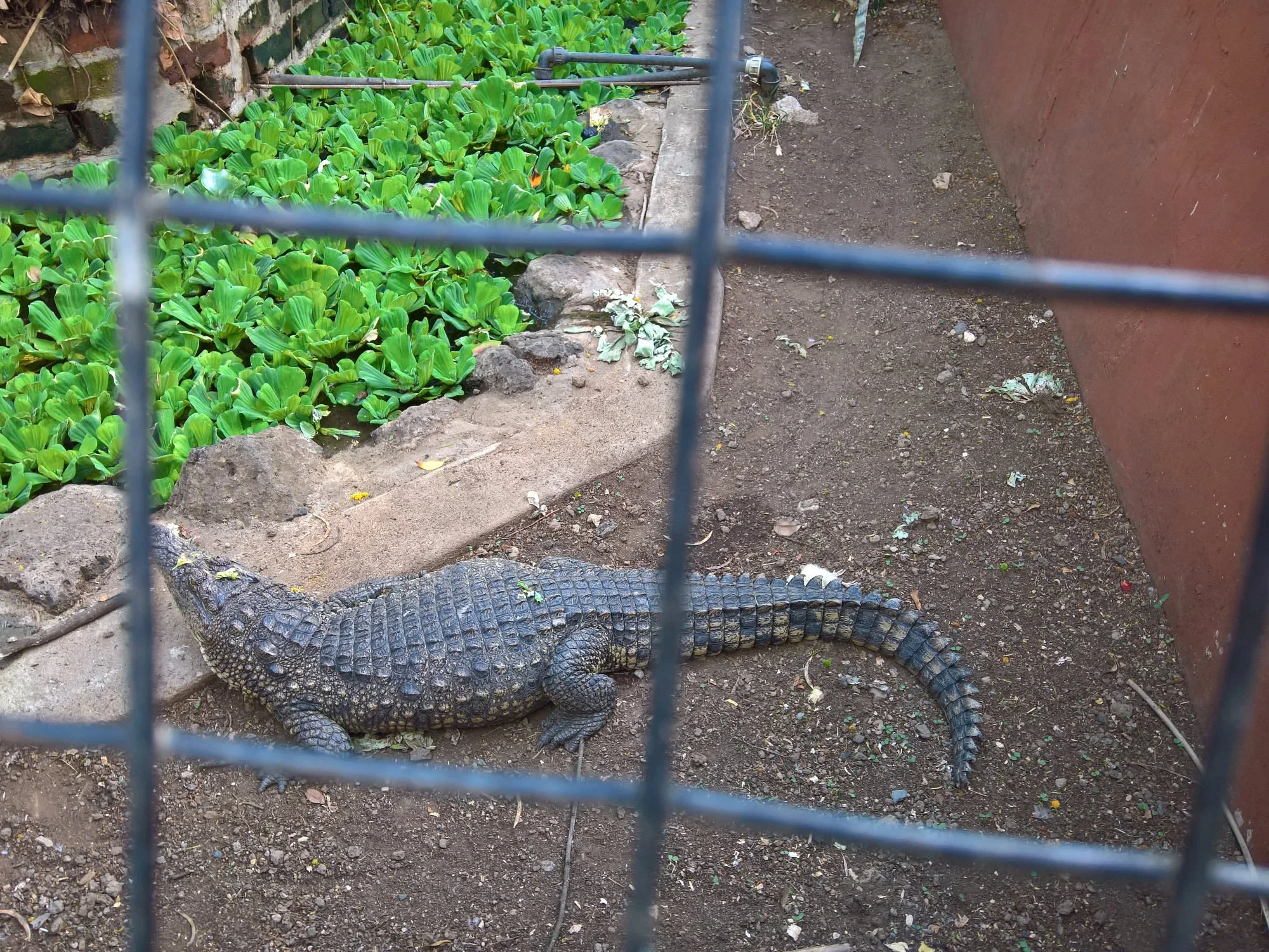 Arusha Snake Park – photo 38