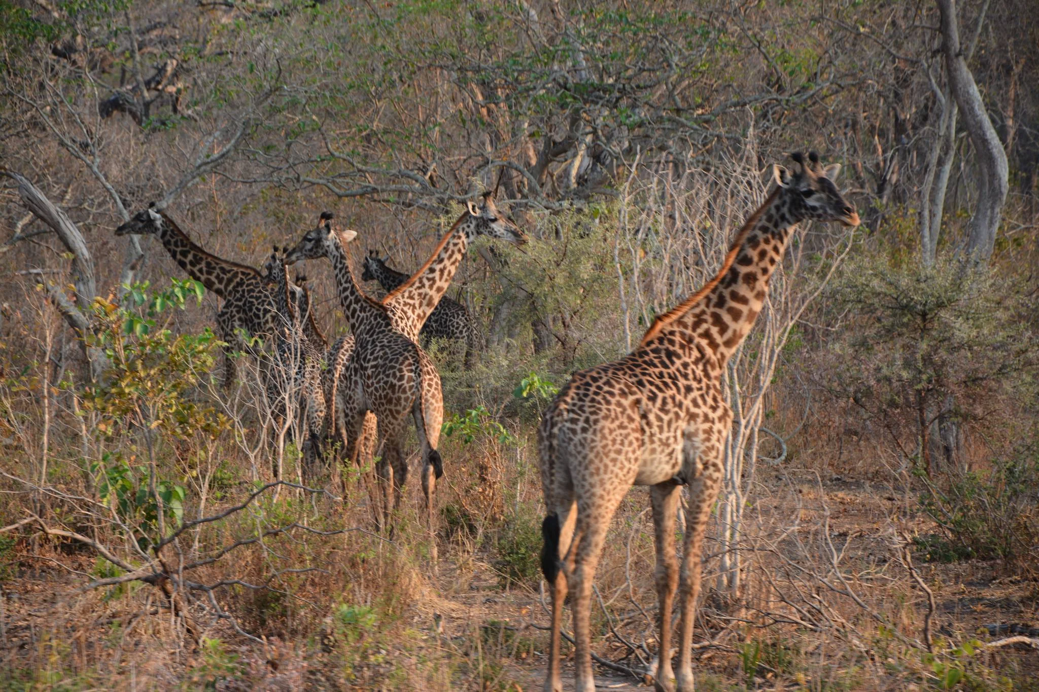 Katavi National Park – photo 16
