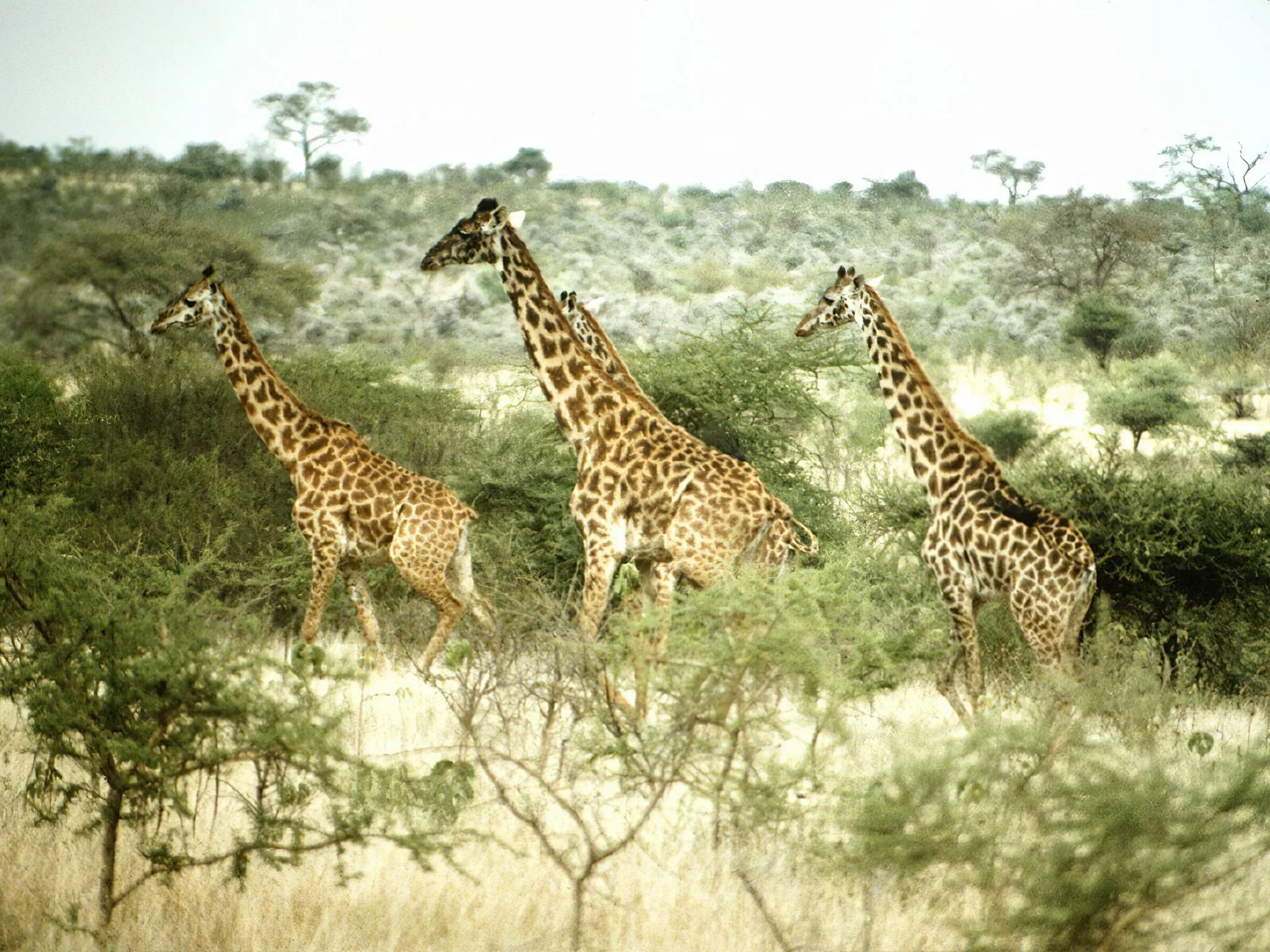 Ibanda-Kyerwa National Park – photo 11