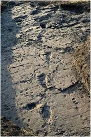 Laetoli Footprints – photo 3