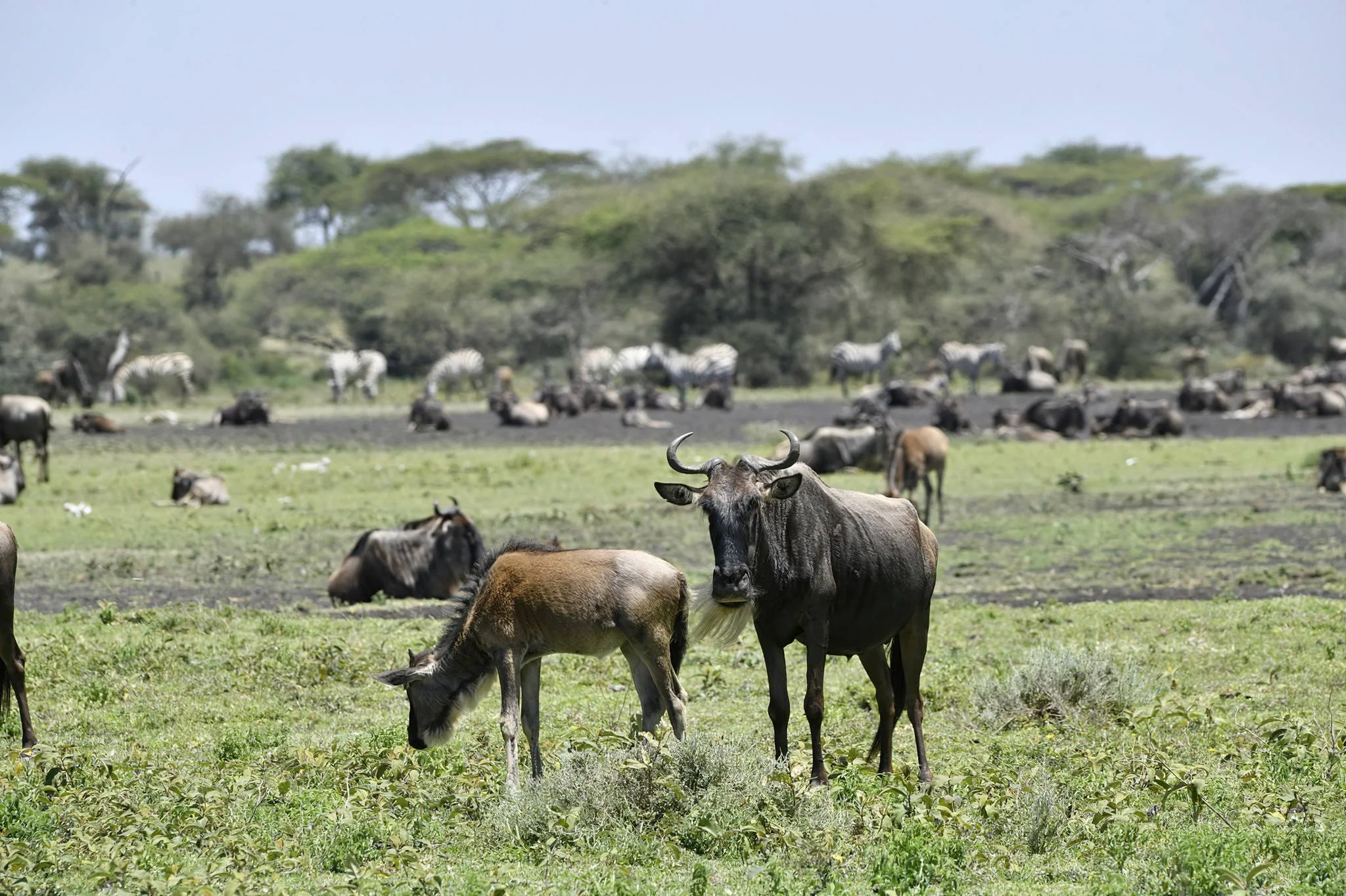 Ndutu Plains – photo 18