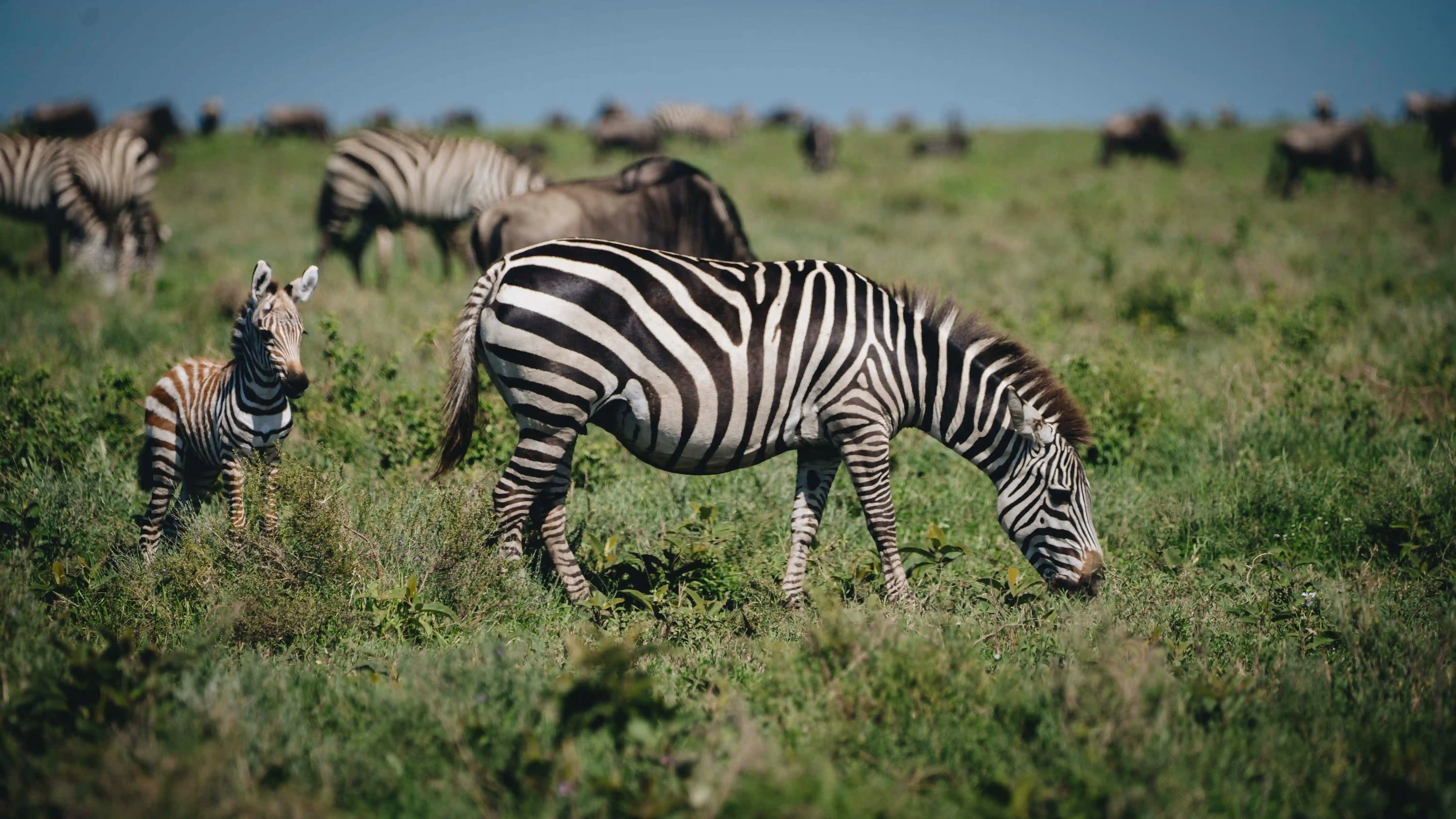 North Serengeti