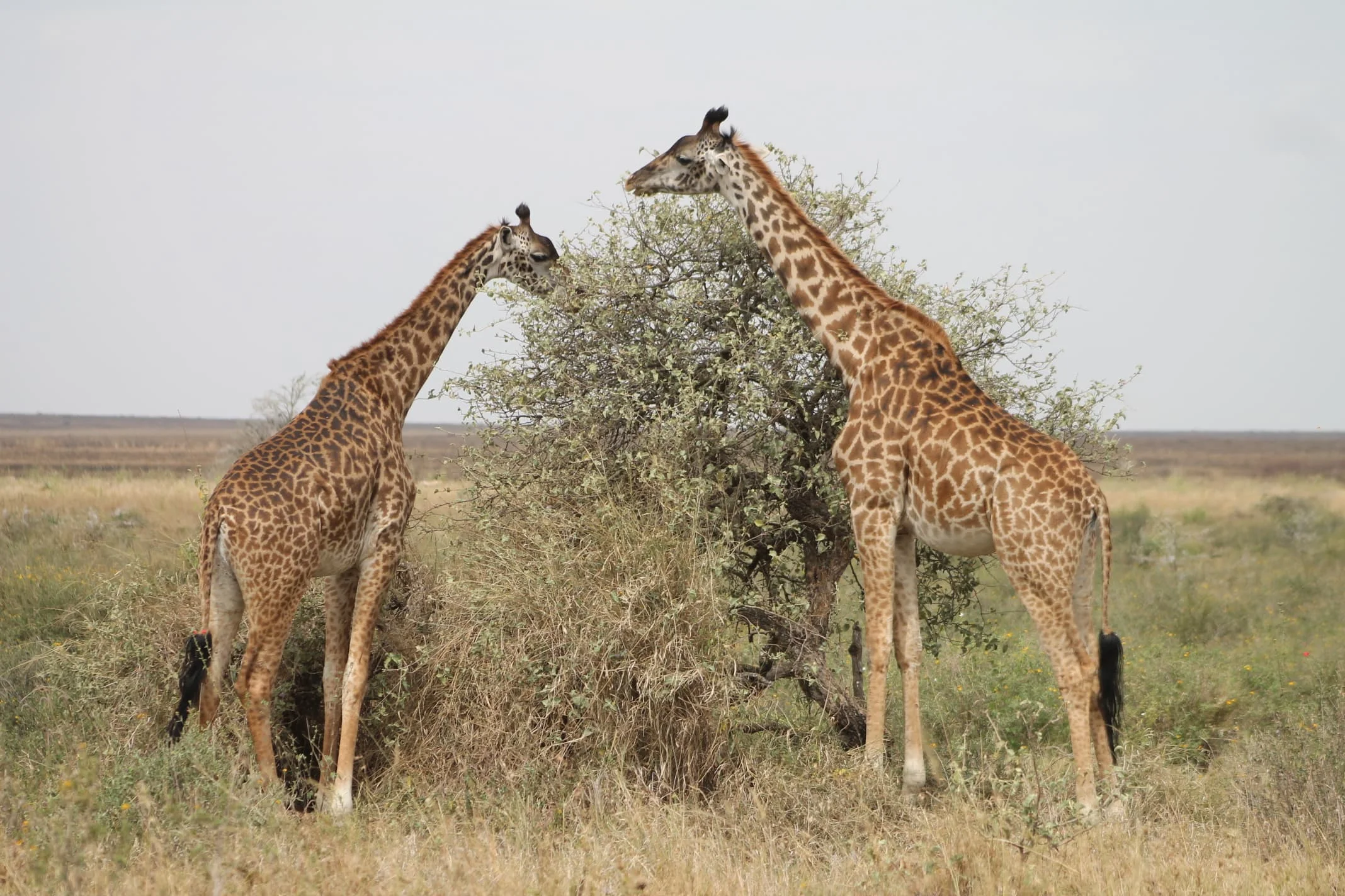 Serengeti National Park