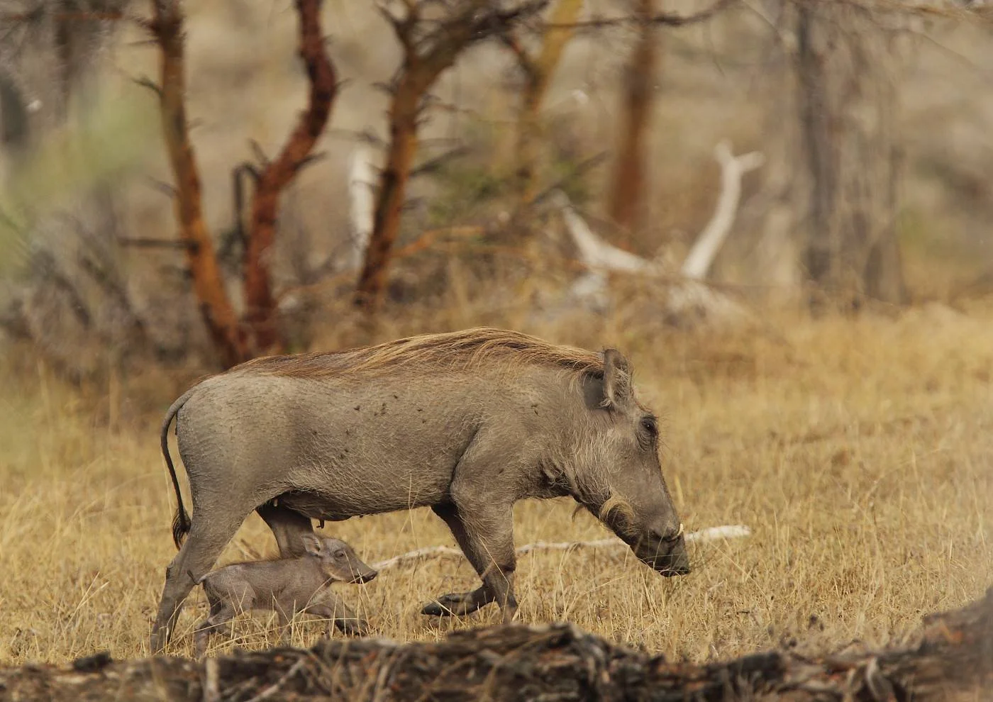 Nyerere National Park – photo 2