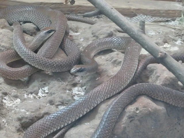 Arusha Snake Park – photo 4