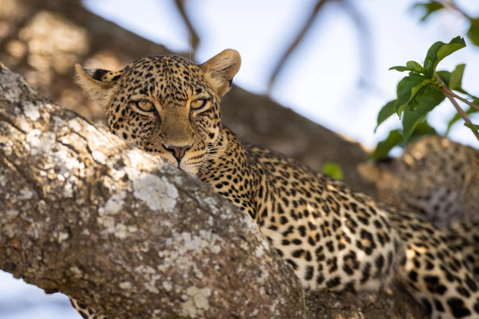Leopard lying along a tree trunk looking intently downward.