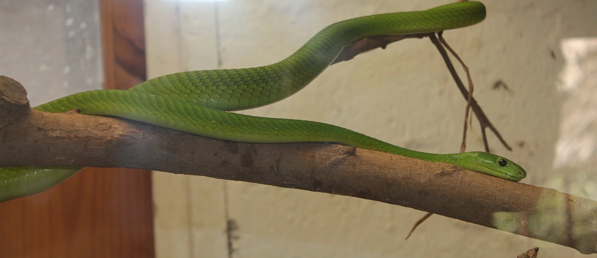 Arusha Snake Park – photo 13