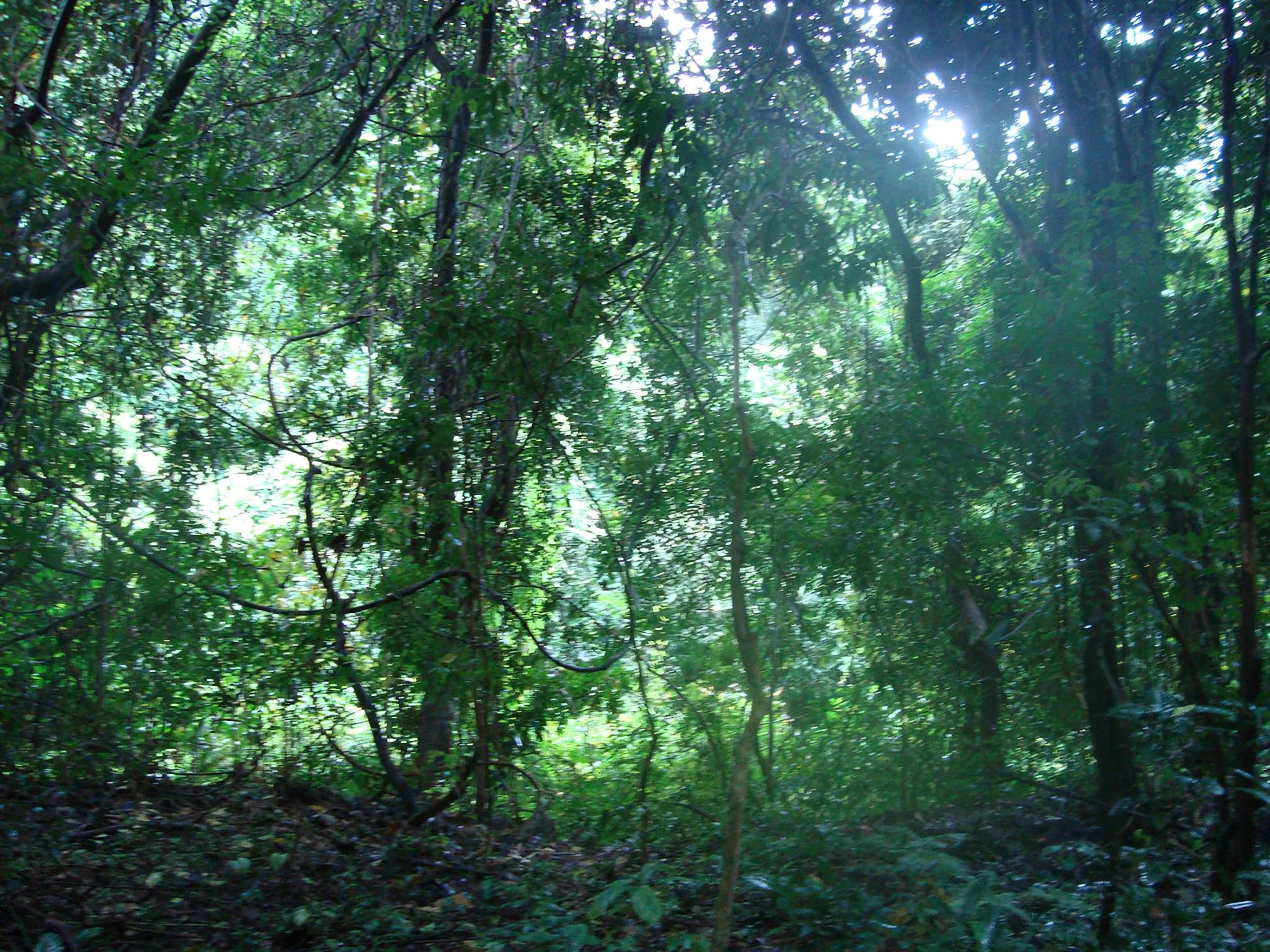 Gombe Stream National Park – photo 16