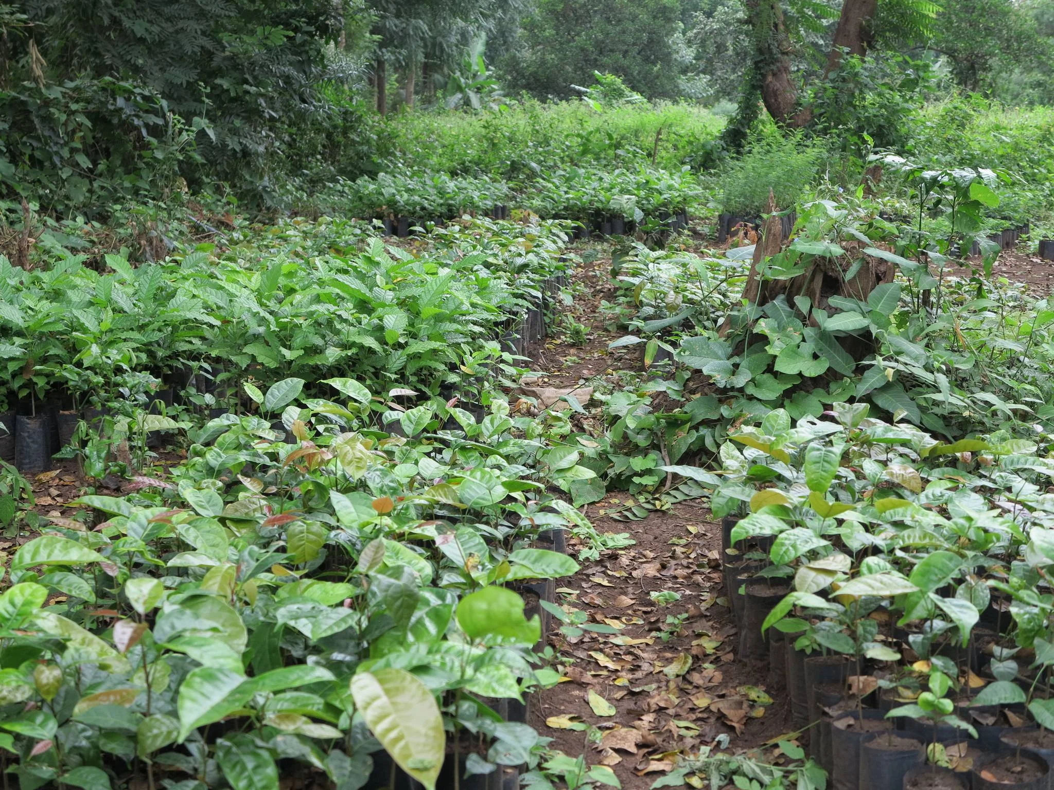 Rau Nature Forest Reserve – photo 10