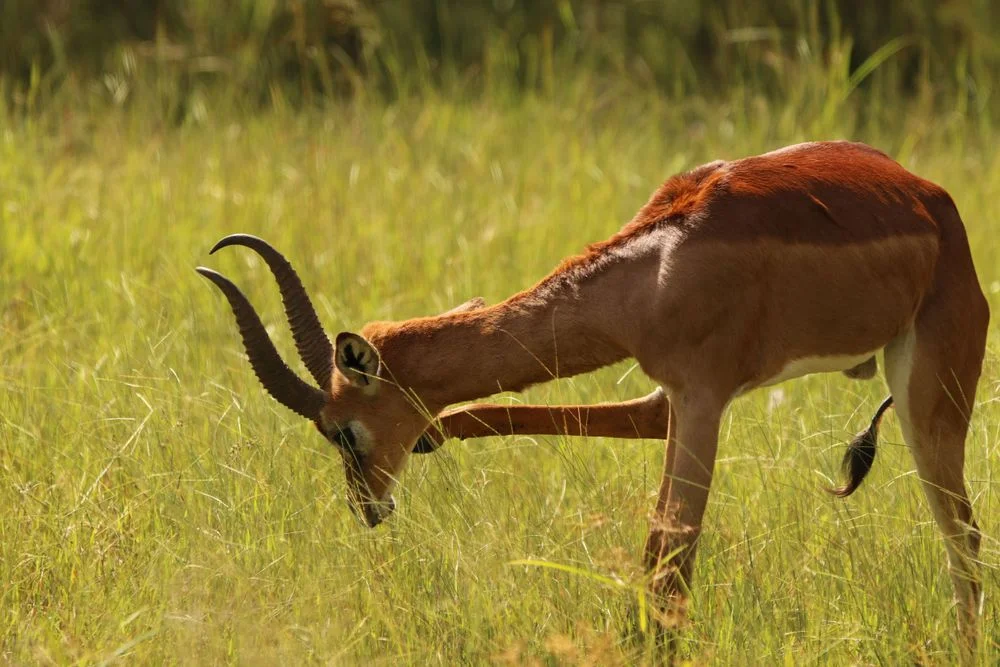 Mkomazi National Park – photo 3