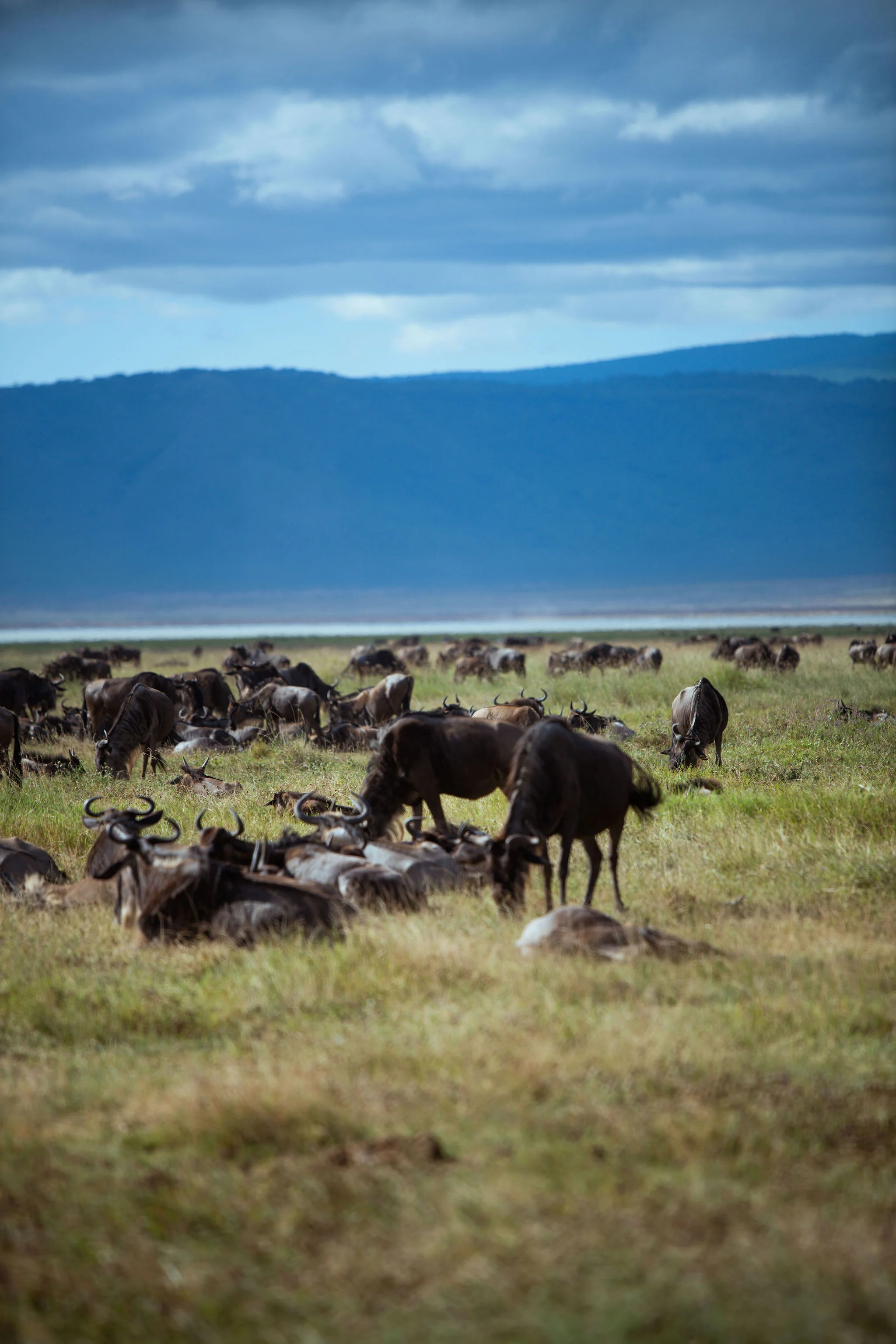 Ngorongoro Conservation Area