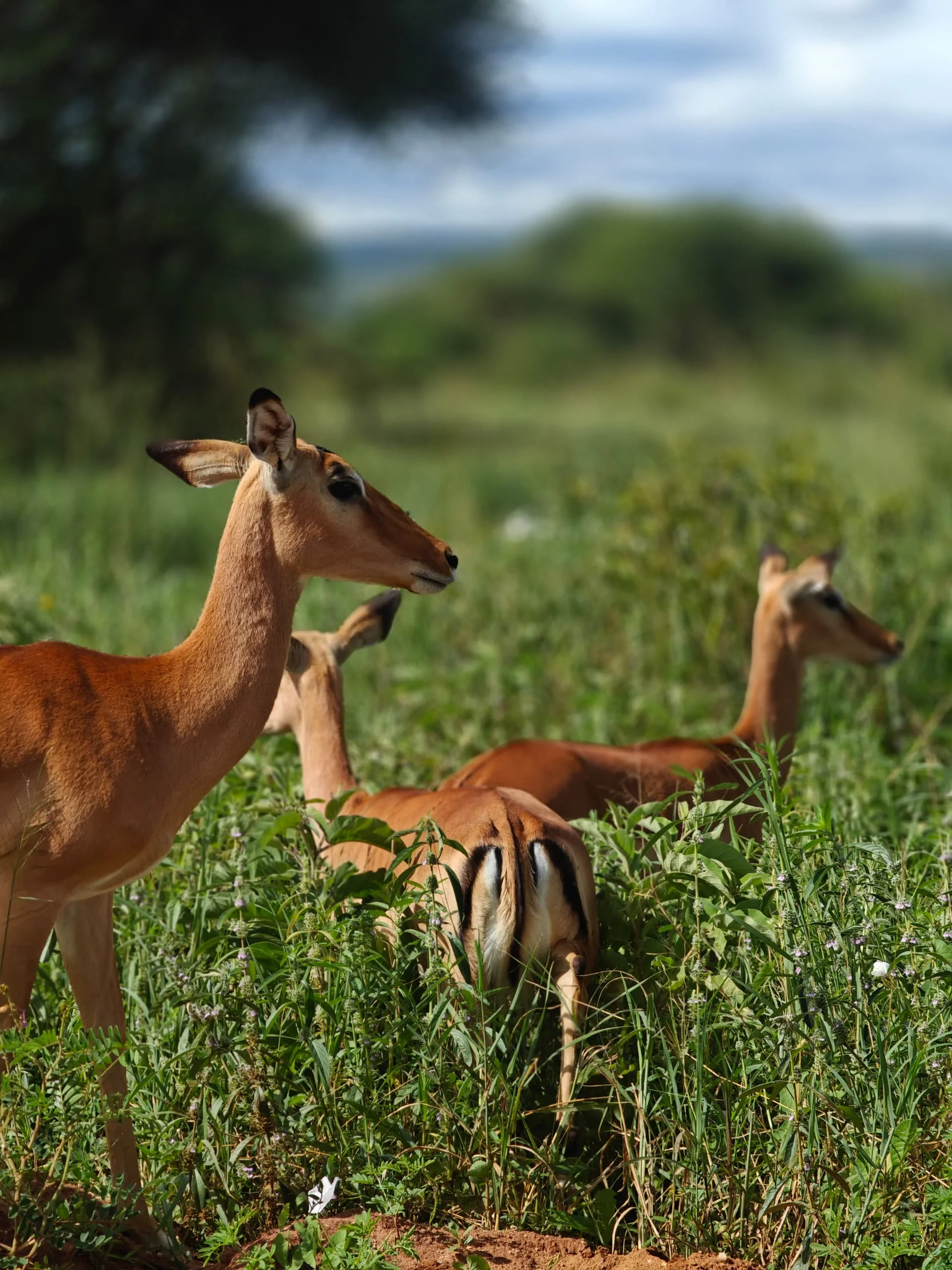 Central Serengeti