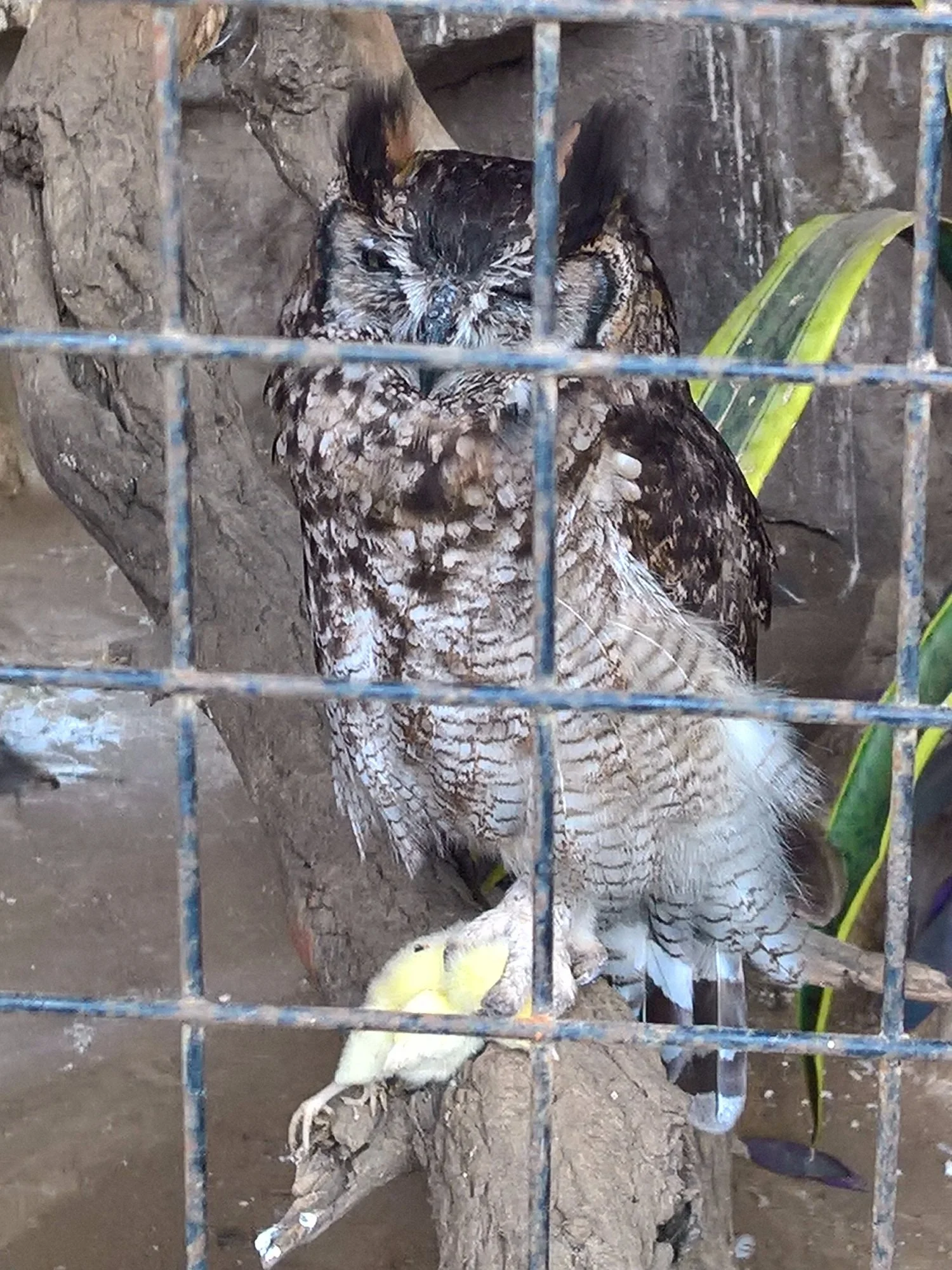 Arusha Snake Park – photo 32