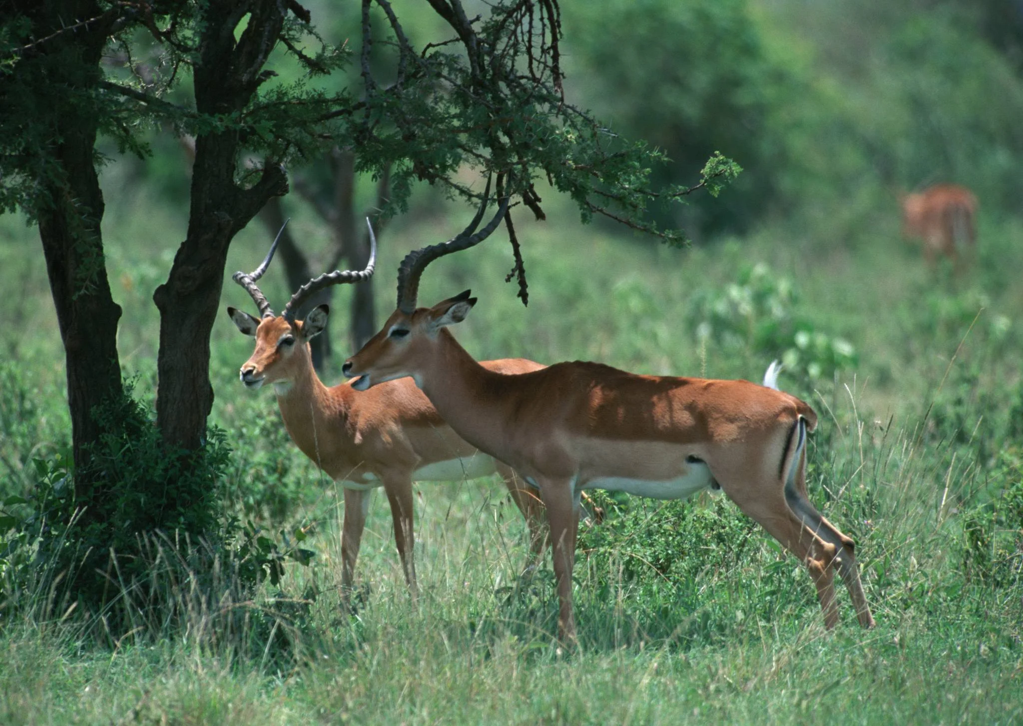 Burigi-Chato National Park – photo 10