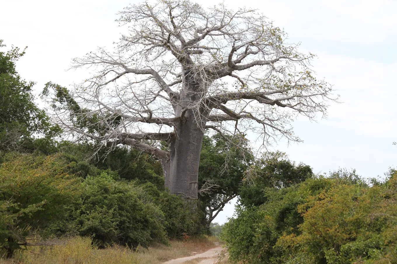Saadani National Park – photo 24