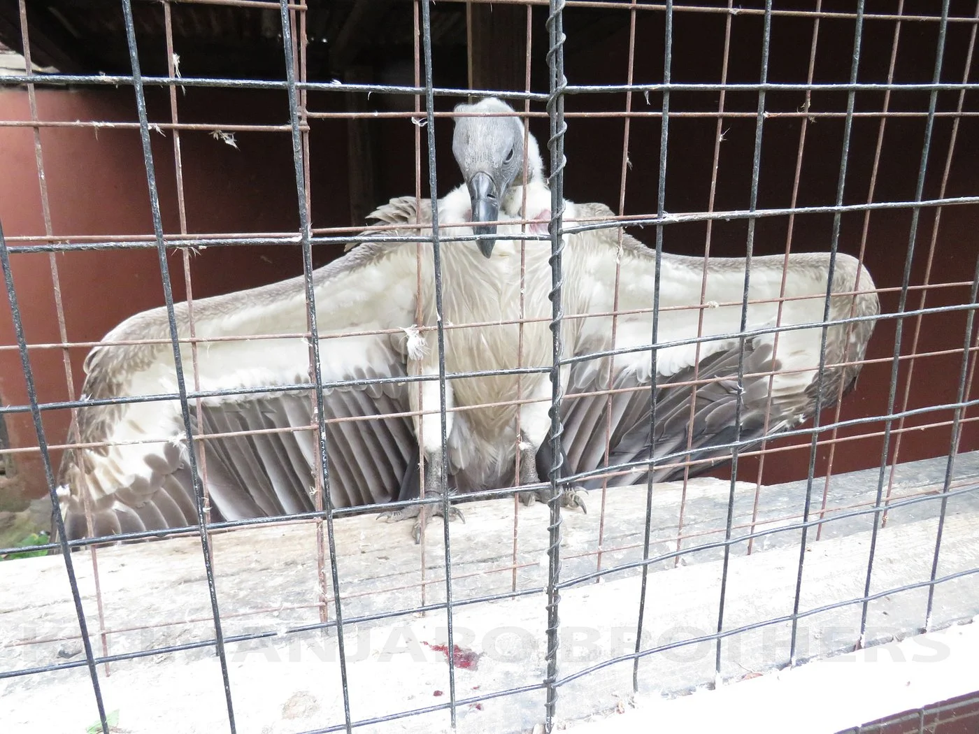 Arusha Snake Park – photo 15