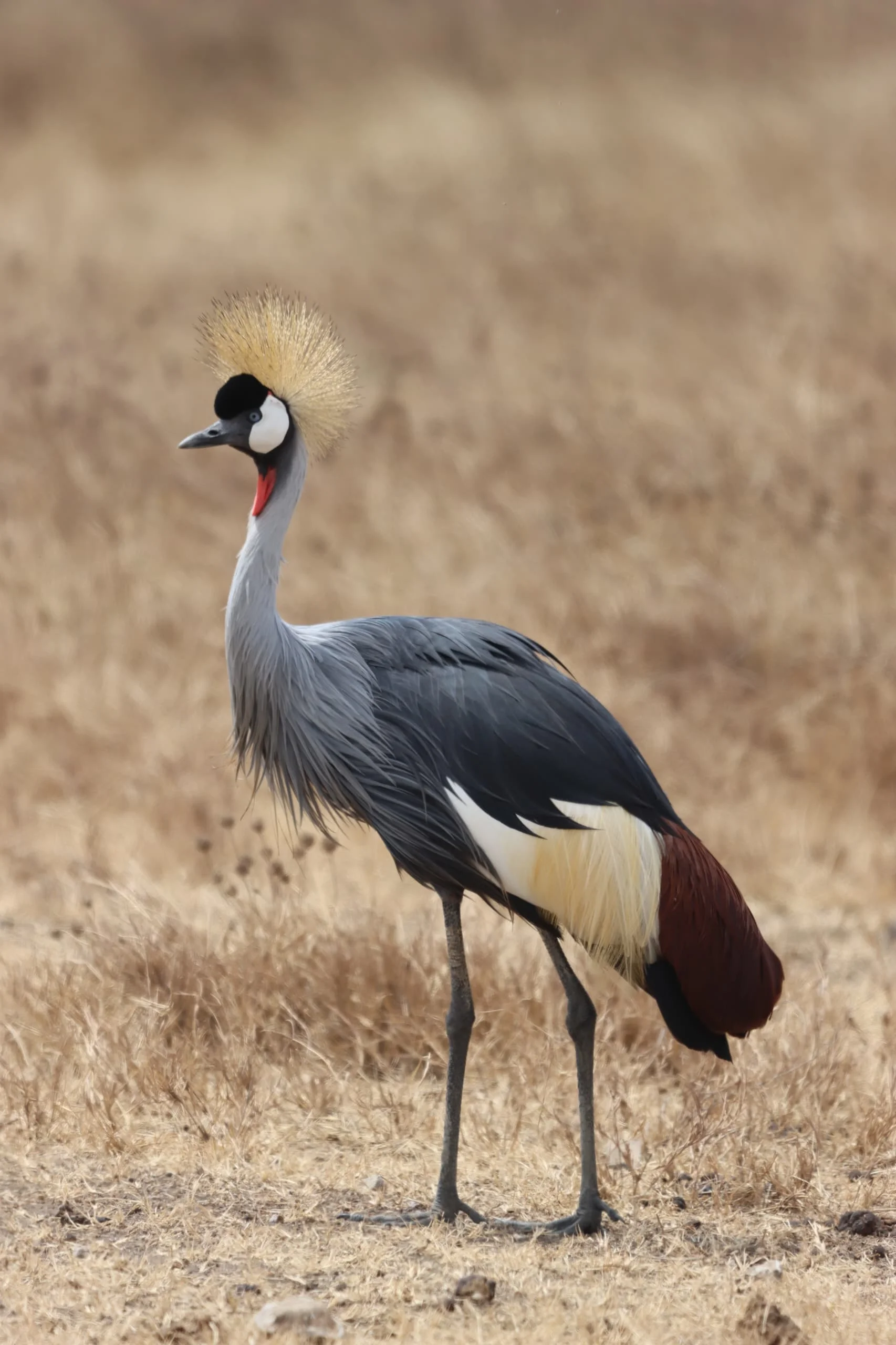 Central Serengeti