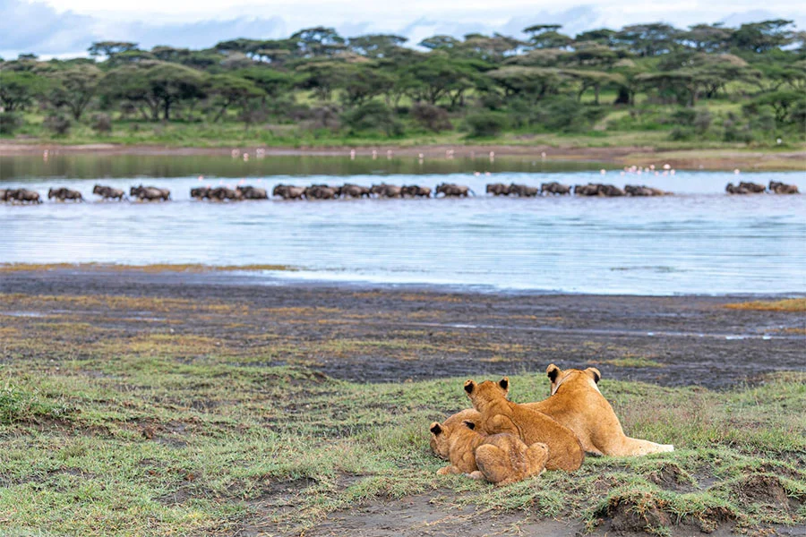 Ndutu Plains – photo 8