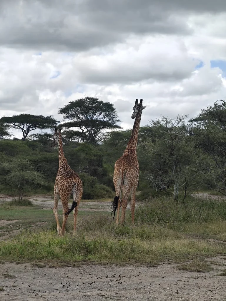 Central Serengeti