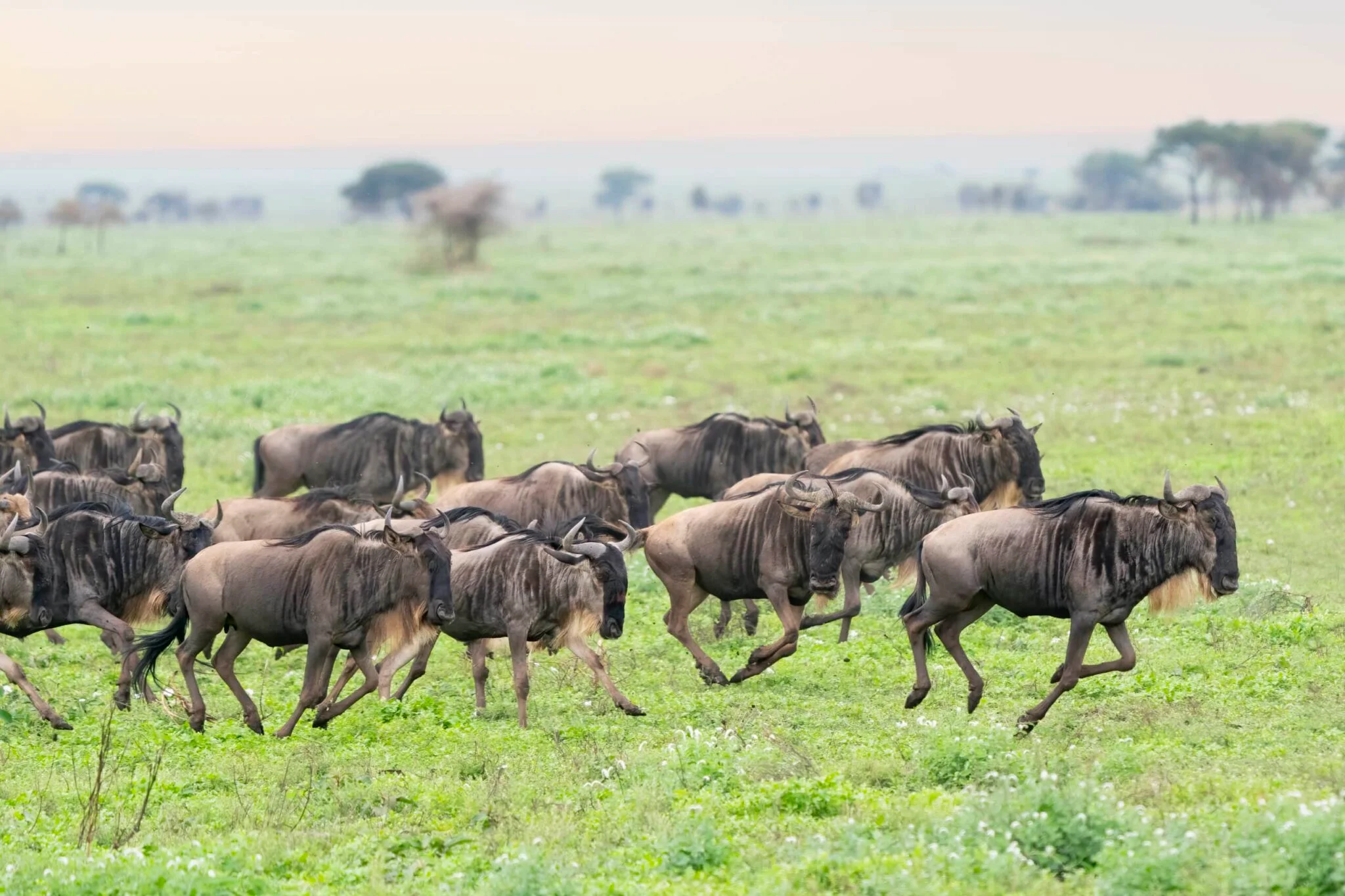 Ndutu Plains – photo 15