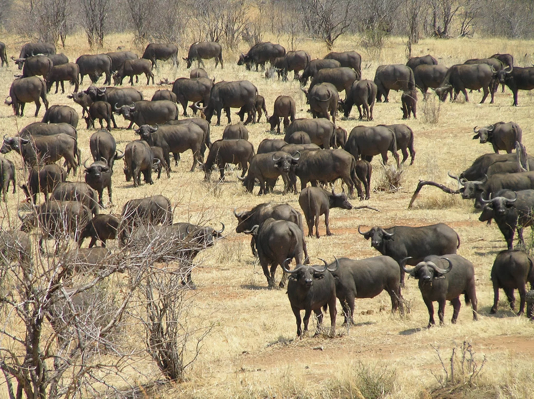 Large herd of African buffalos standing together in the dry bushland of Ruaha.