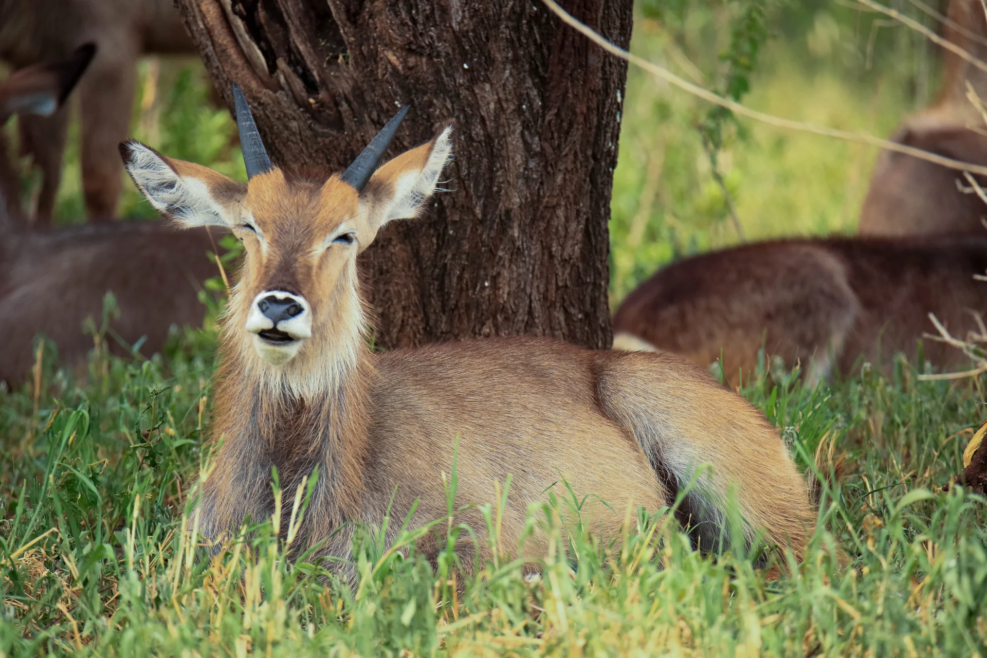 Western Serengeti – photo 8