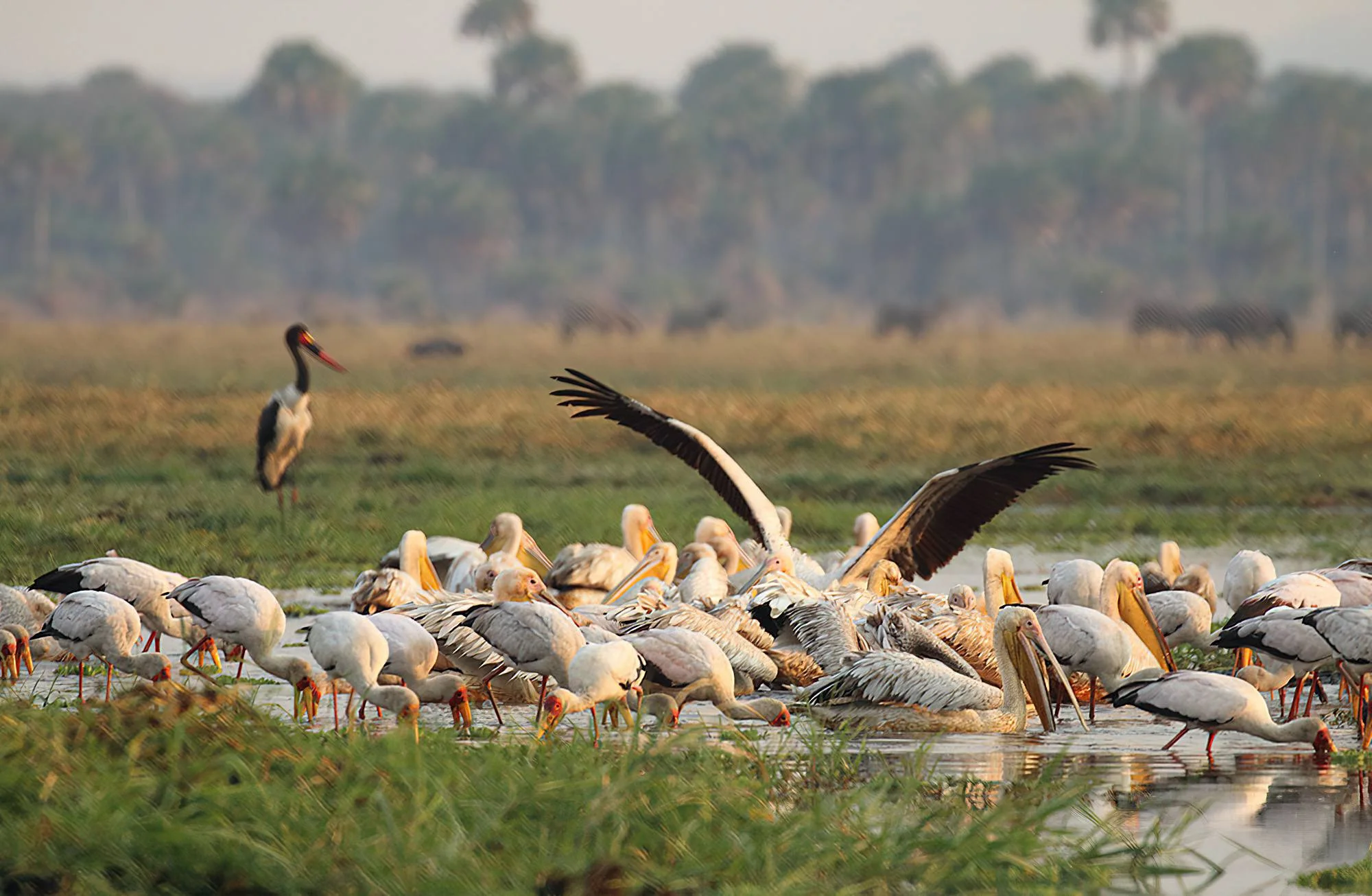 Katavi National Park – photo 12